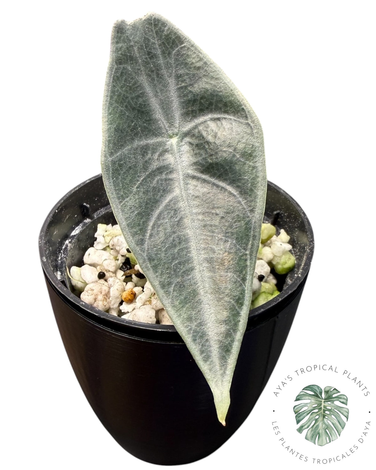 Alocasia Black Satun Pink Bone