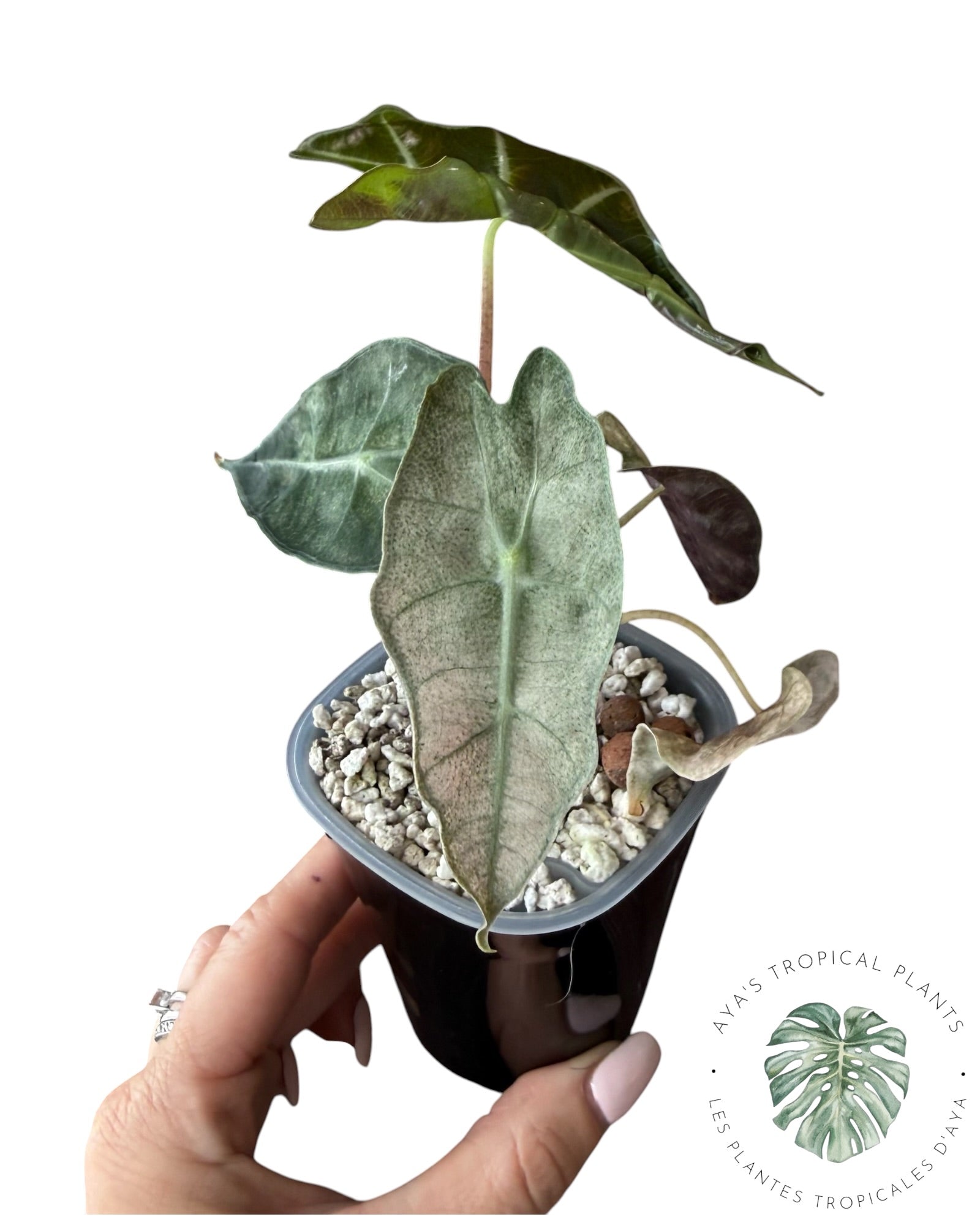 Alocasia polly pink mutation