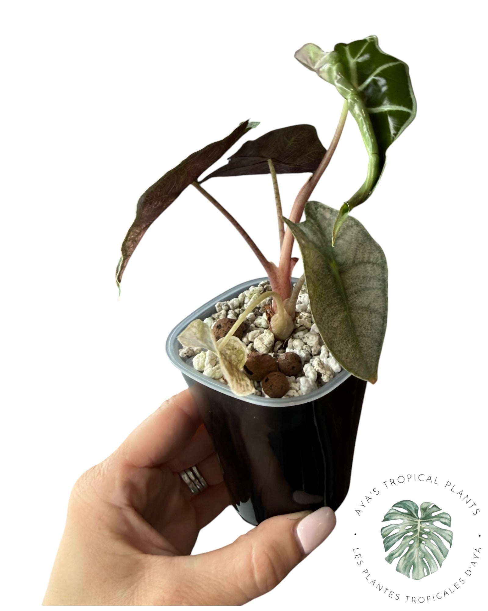 Alocasia polly pink mutation