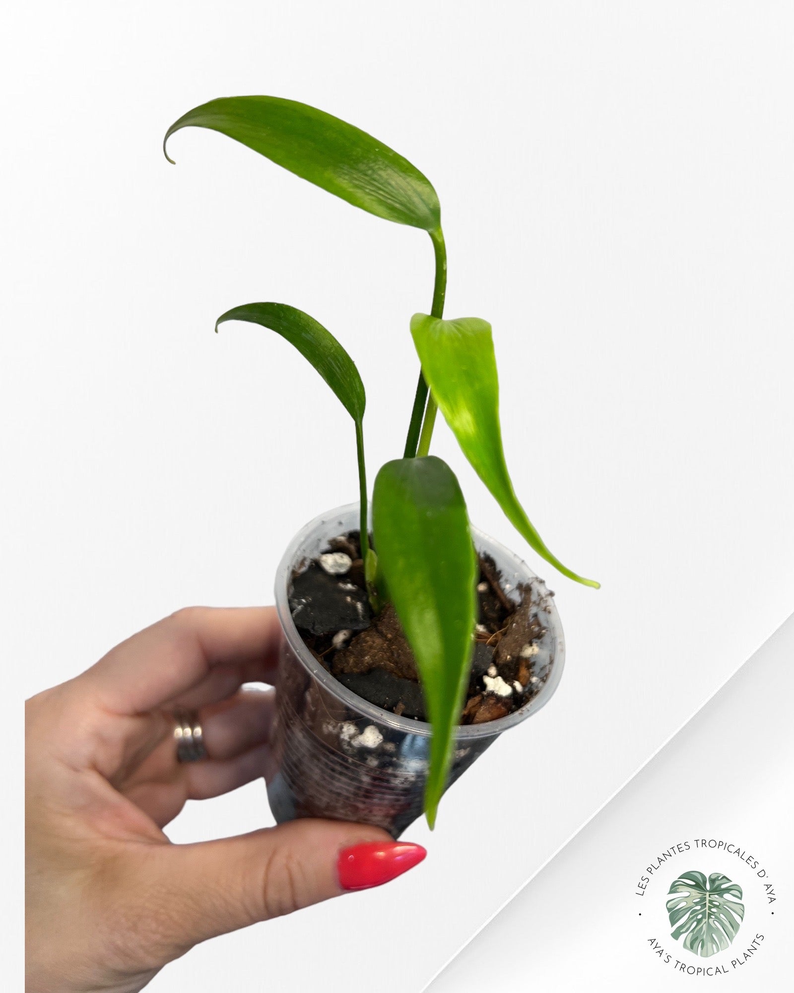 Monstera Burle Marx Flame JA68