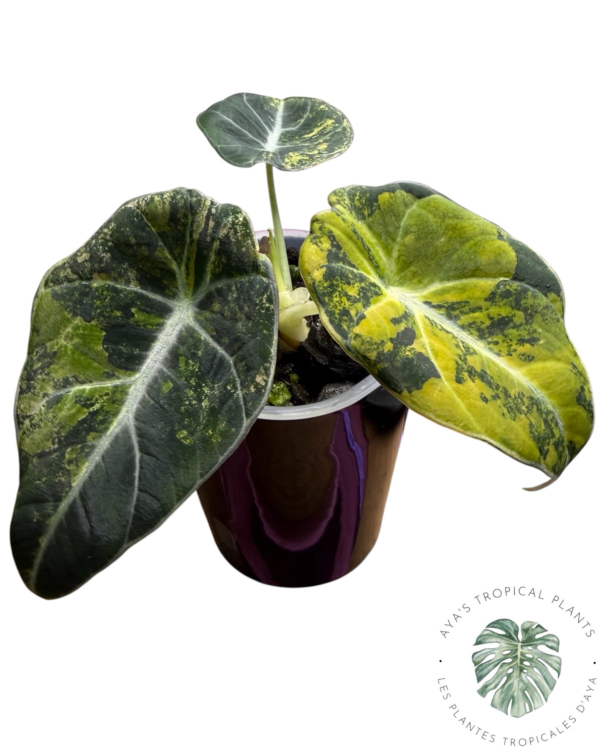 Alocasia Black Velvet Aurea Variegated