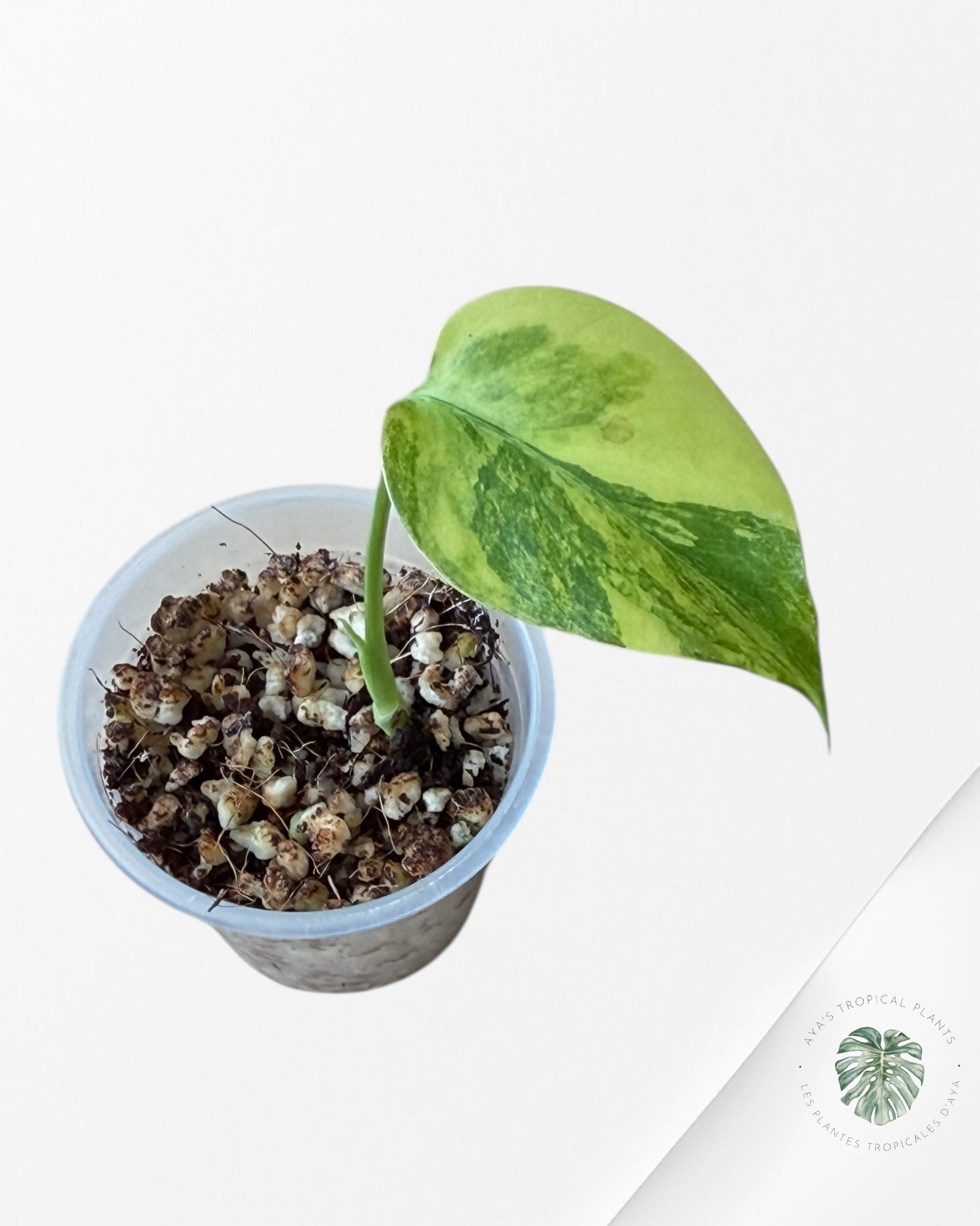 Monstera Aurea | Rare TC Plant | Aya's Tropical Plants