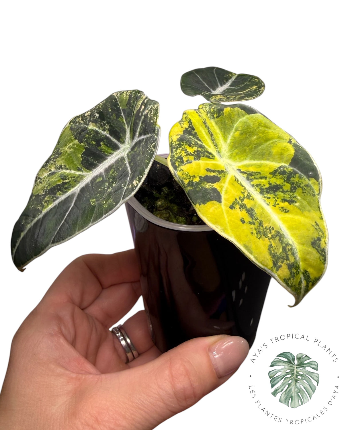 Alocasia Black Velvet Aurea Variegated