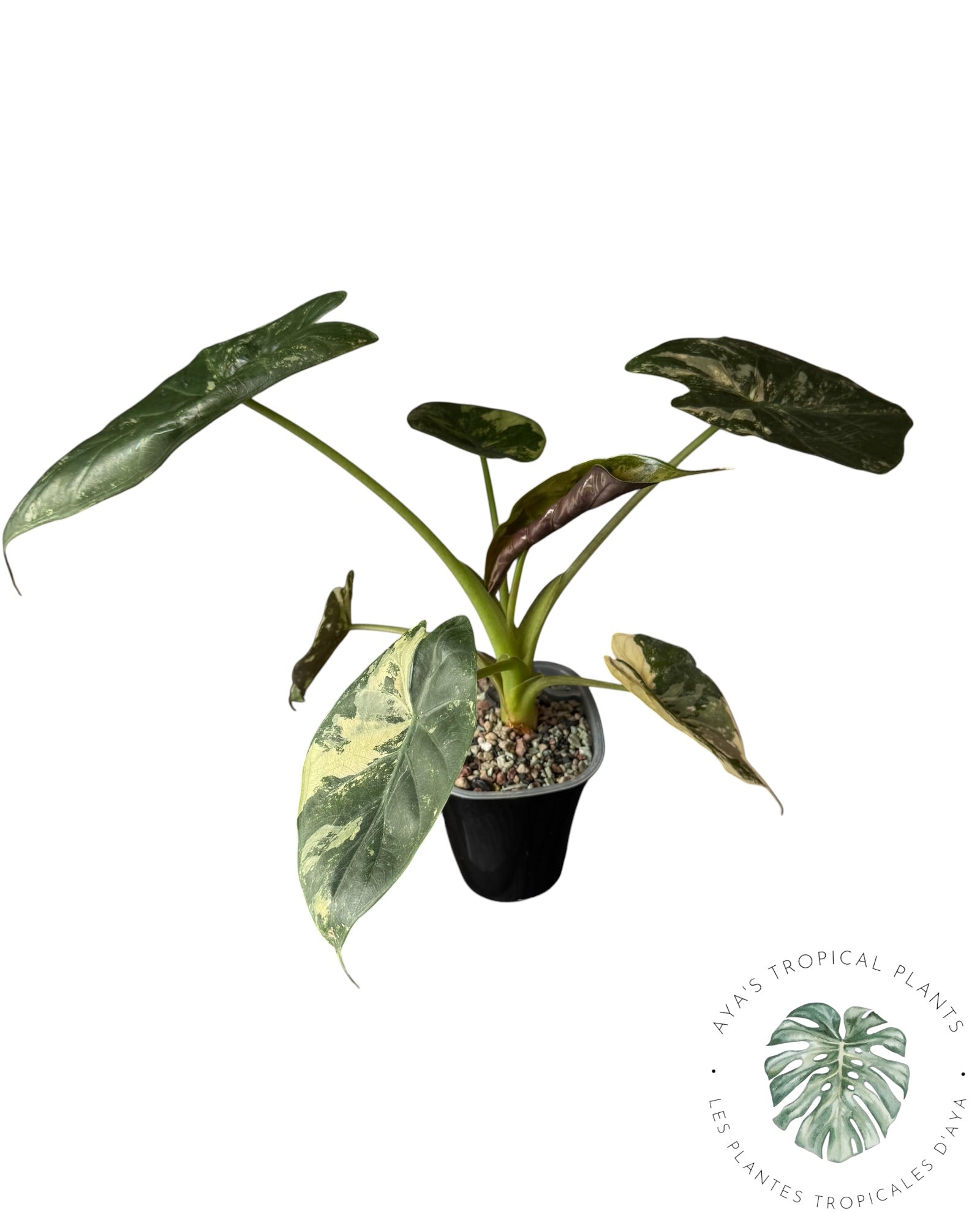 Alocasia Wentii Albo Pink Variegated ( large)