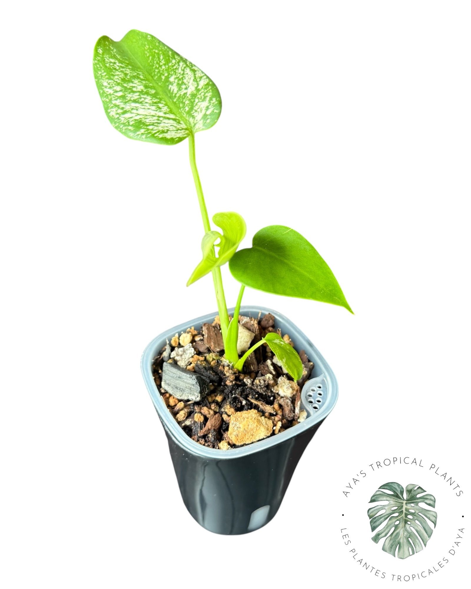 Monstera Deliciosa 'Devil Monster'