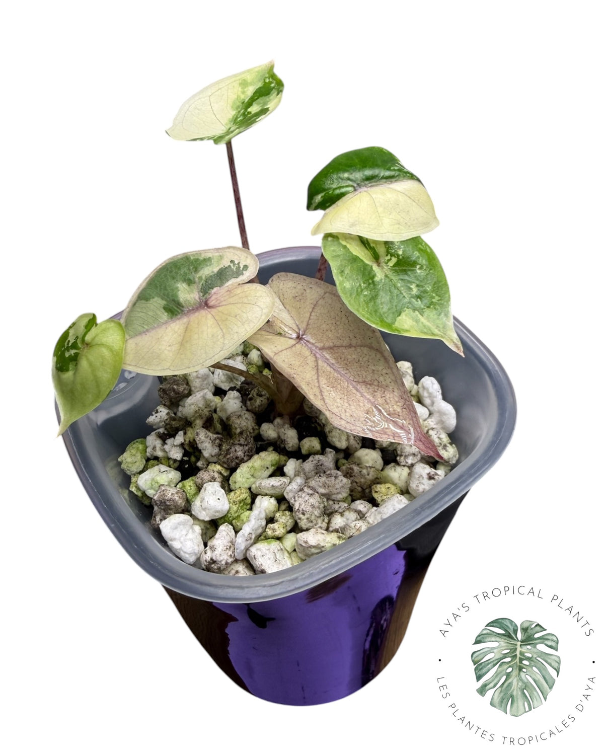 Alocasia Yucatan Princess Rose Panaché