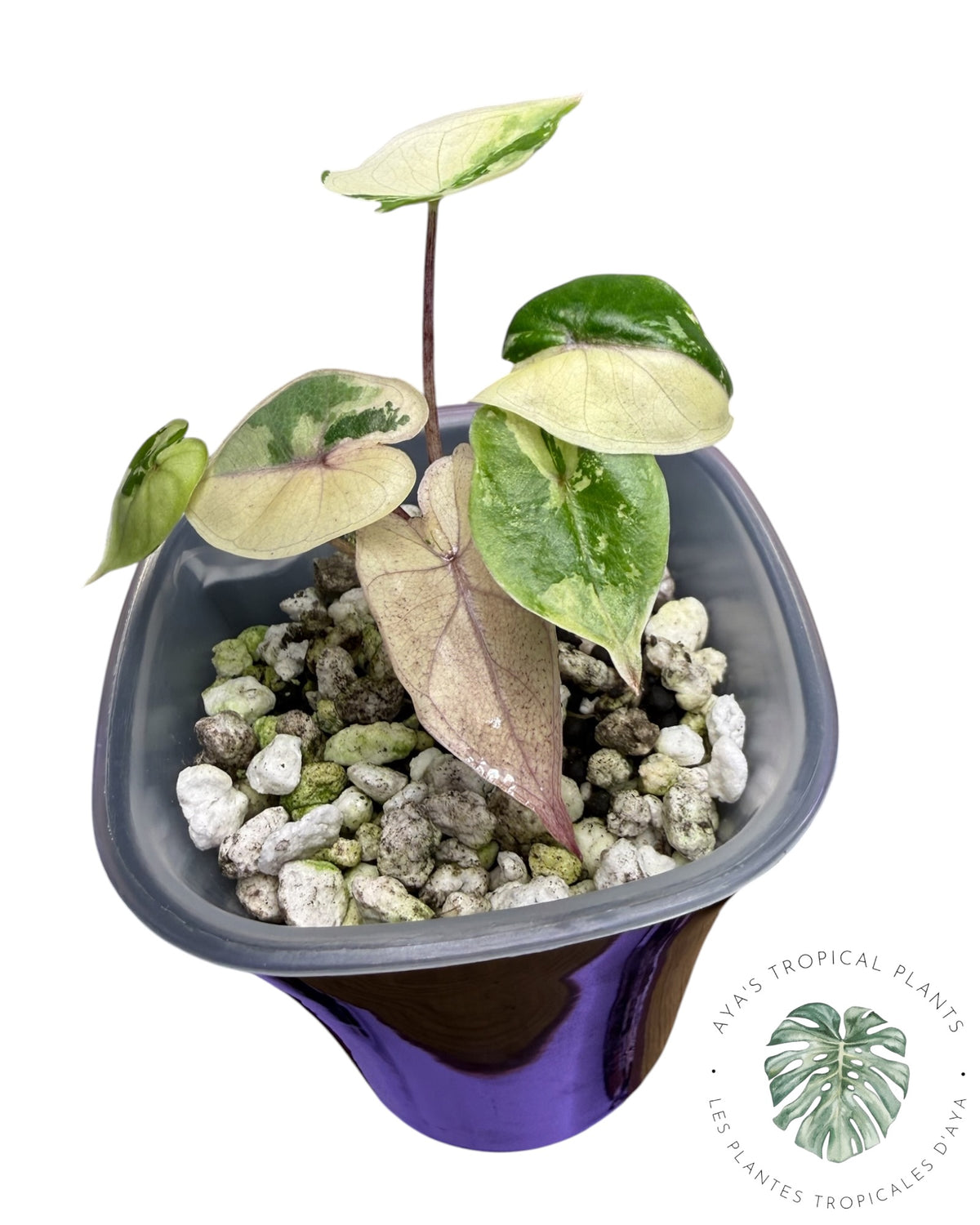 Alocasia Yucatan Princess Rose Panaché