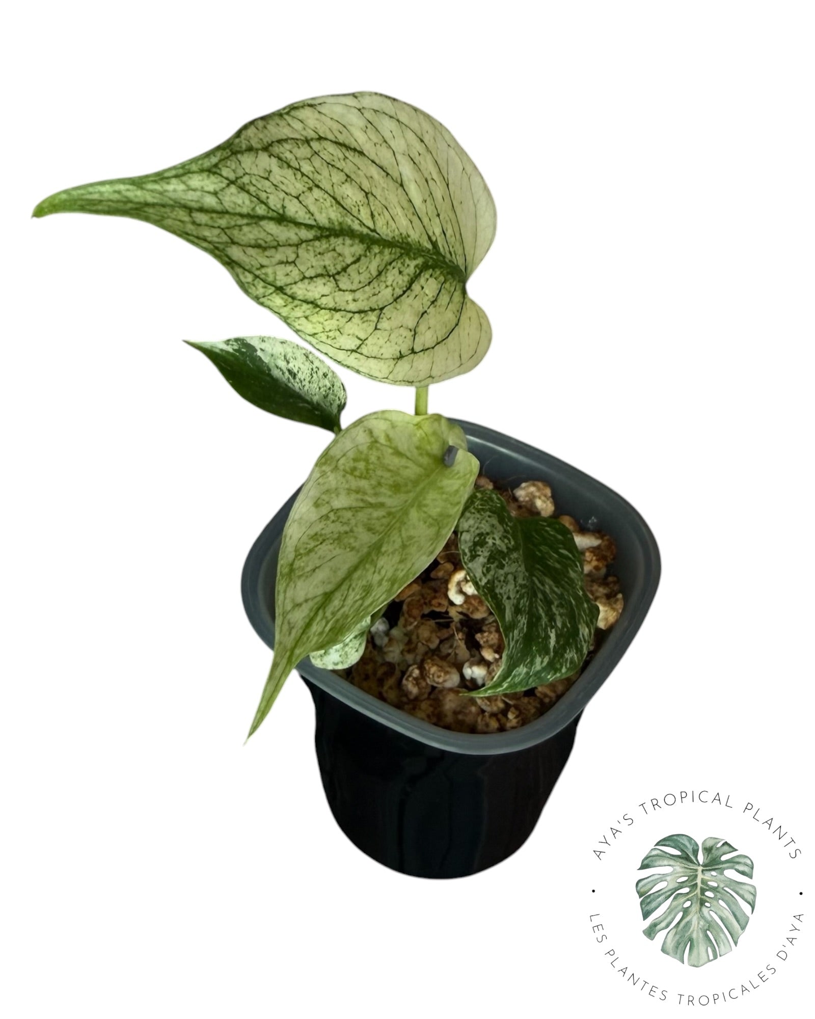 Monstera White Monster