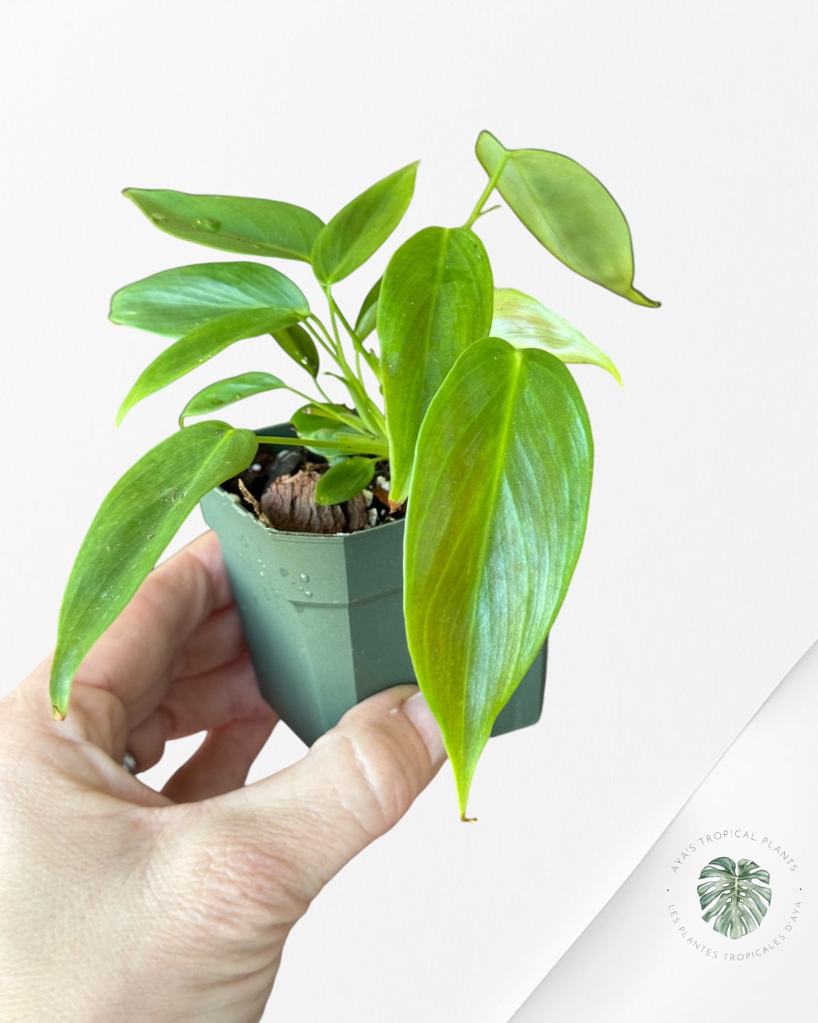 Philodendron Esmeraldense-A