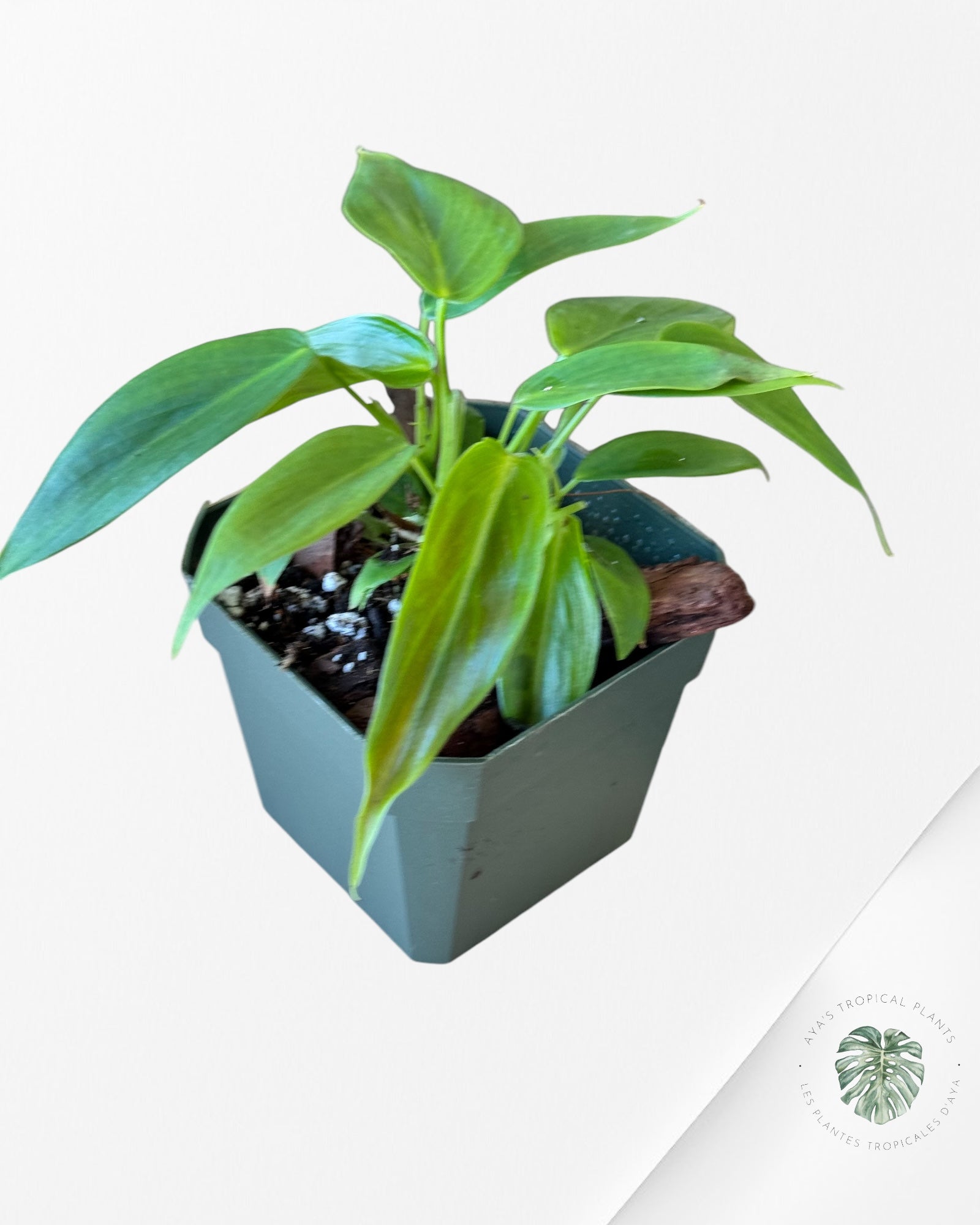 Philodendron Esmeraldense-B