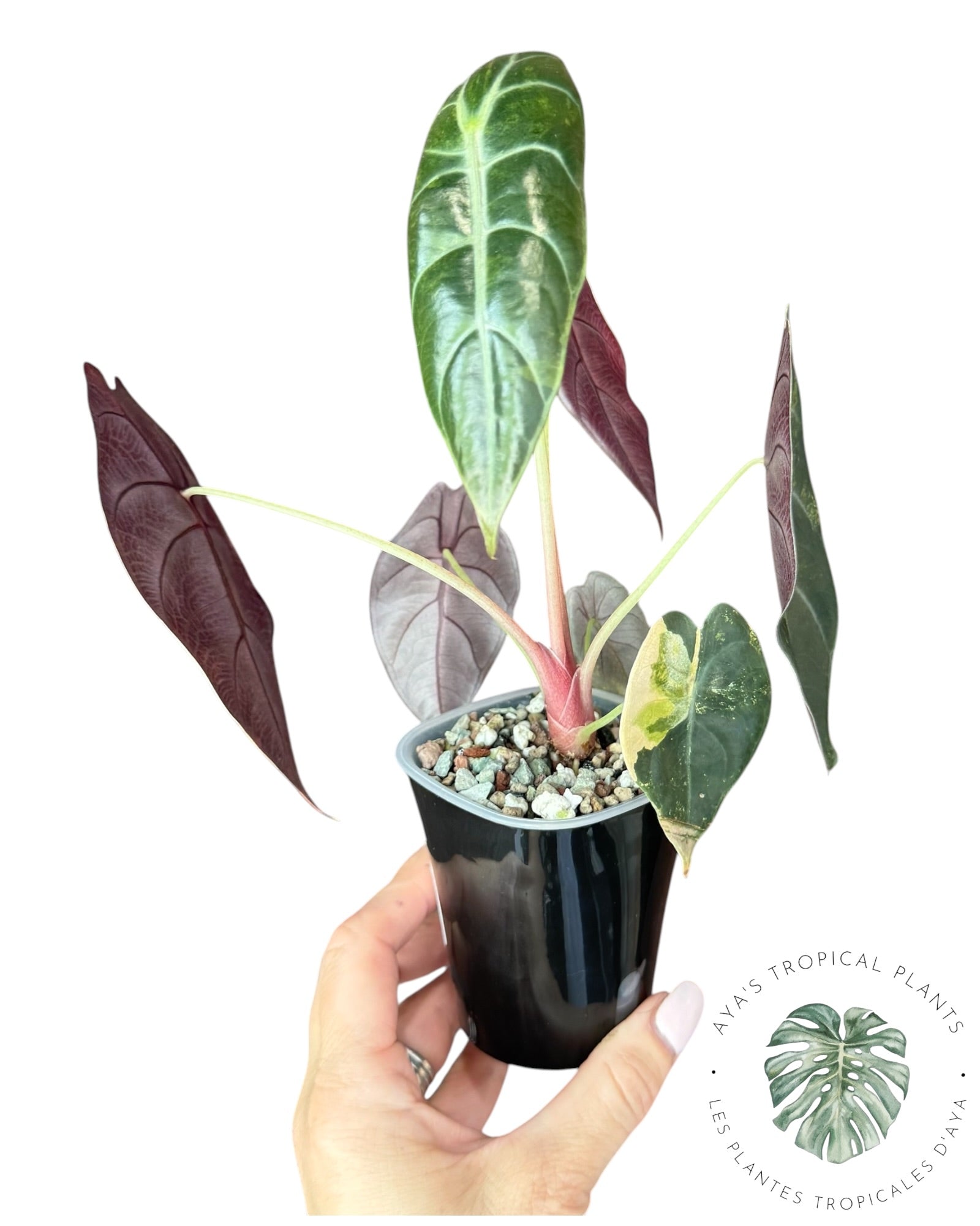 Alocasia Sedenii Aurea Variegated