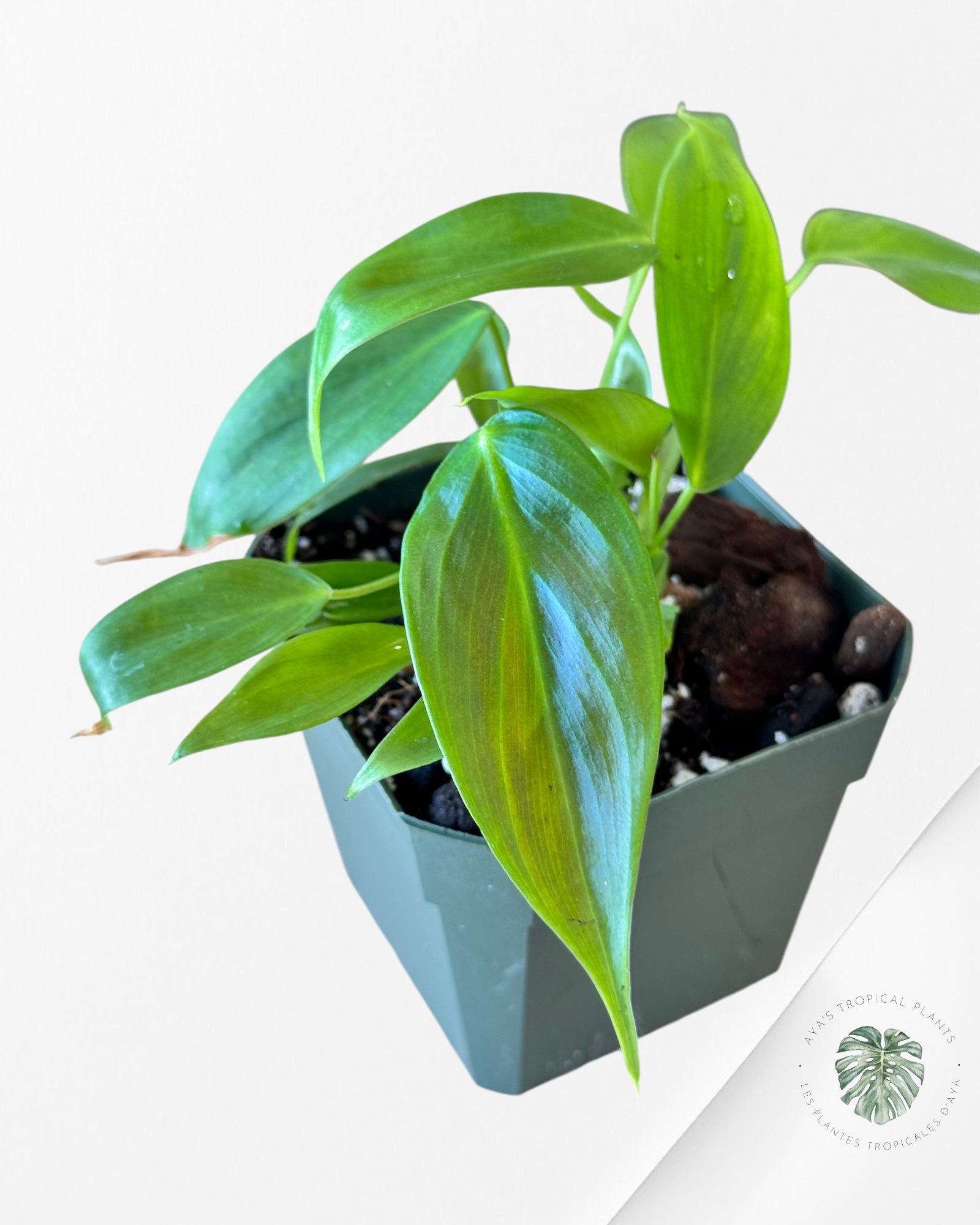 Philodendron Esmeraldense-C