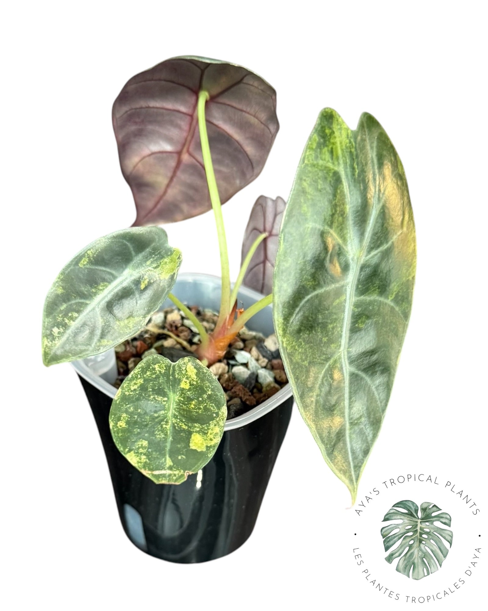 Alocasia Sedenii Aurea Variegated