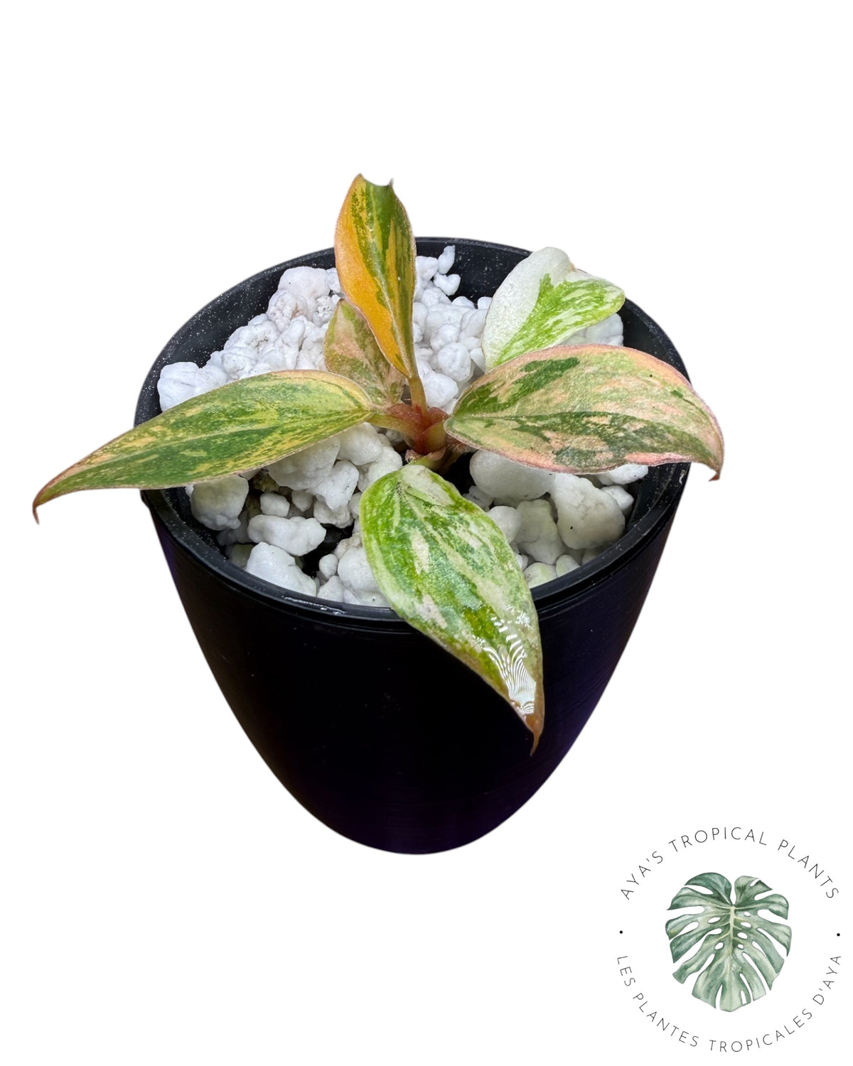 Philodendron Caramel Fire Tiger