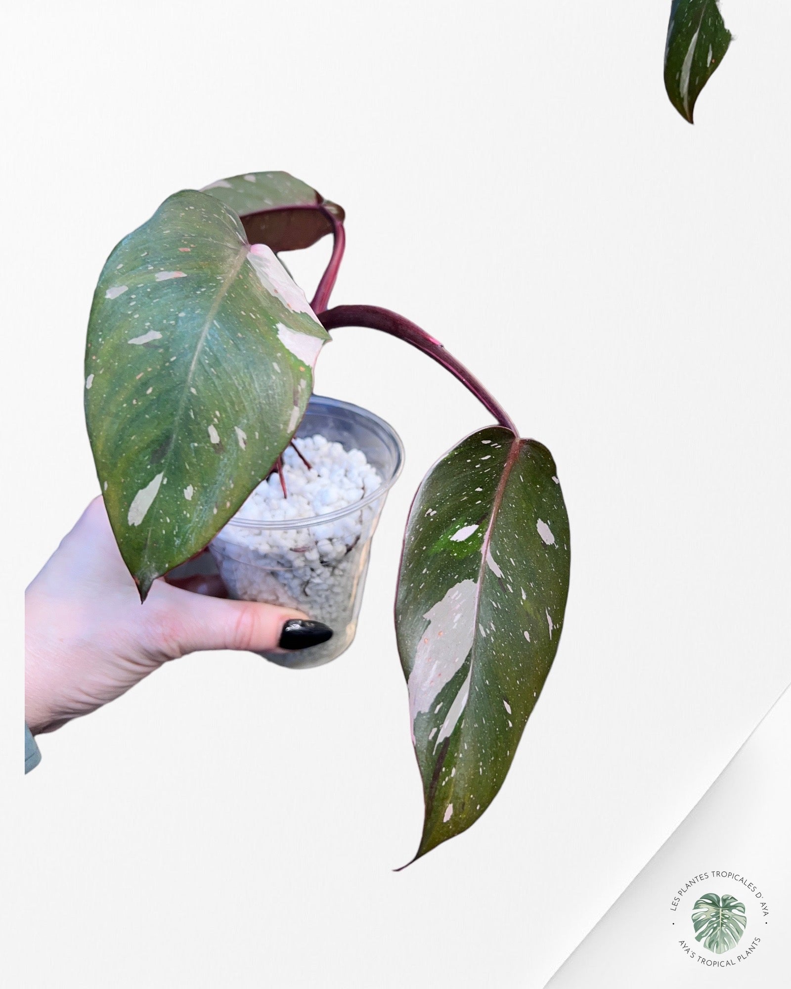 Philodendron Florida Beauty JAF1
