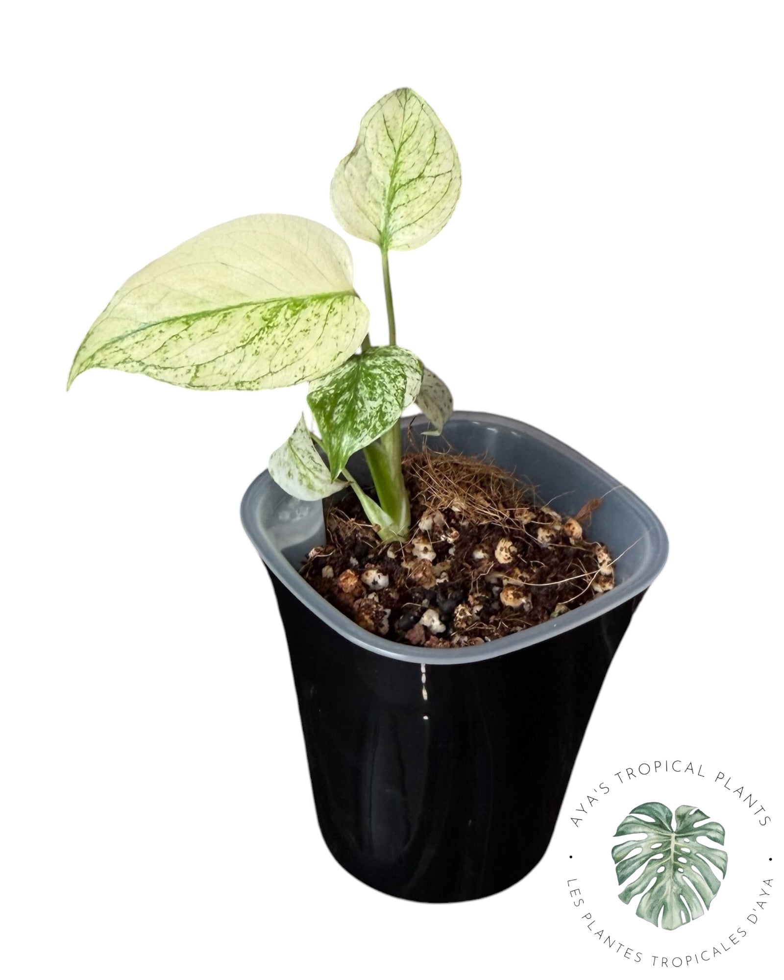 Monstera White Monster