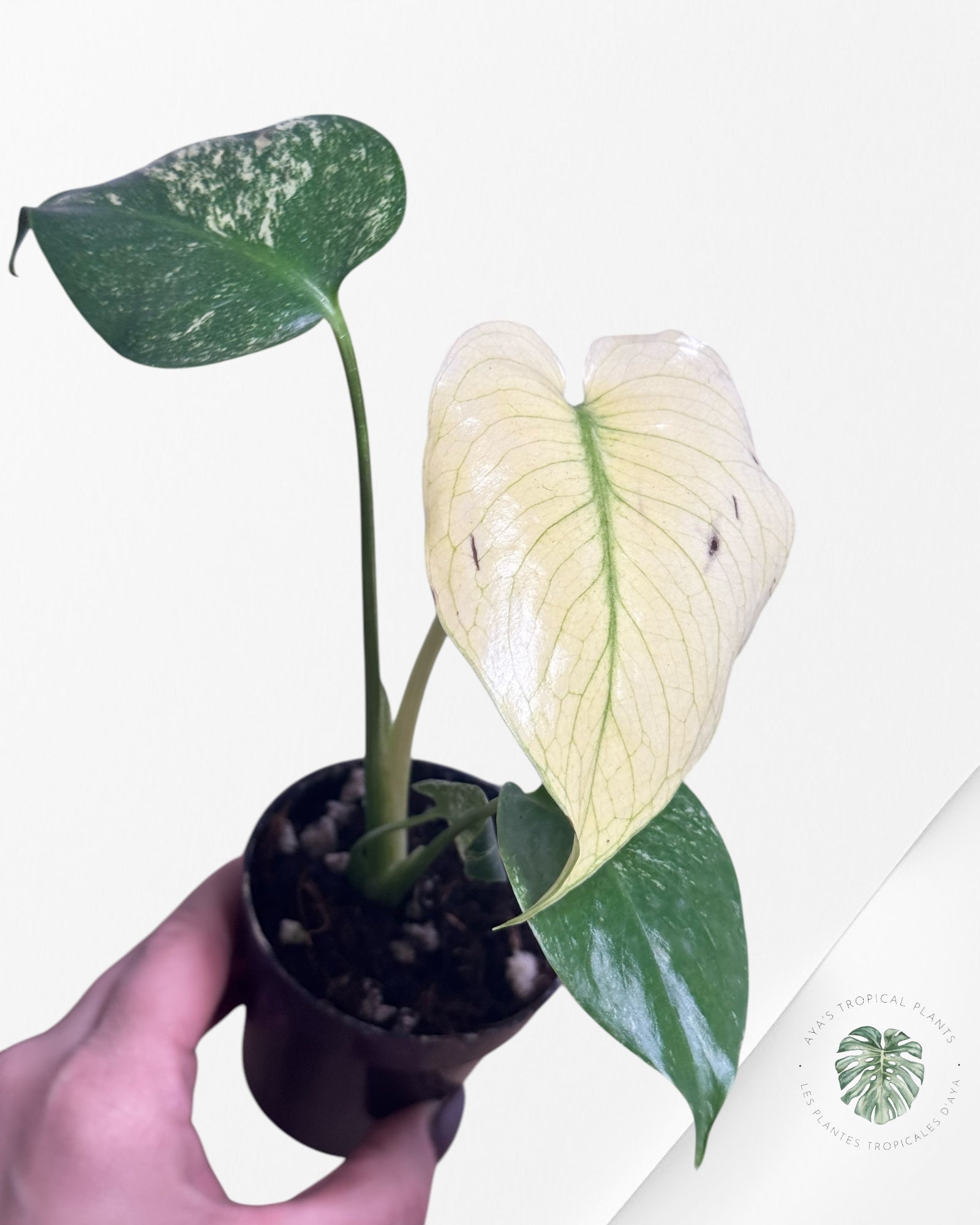 Monstera 'Monster blanc'-MWM2