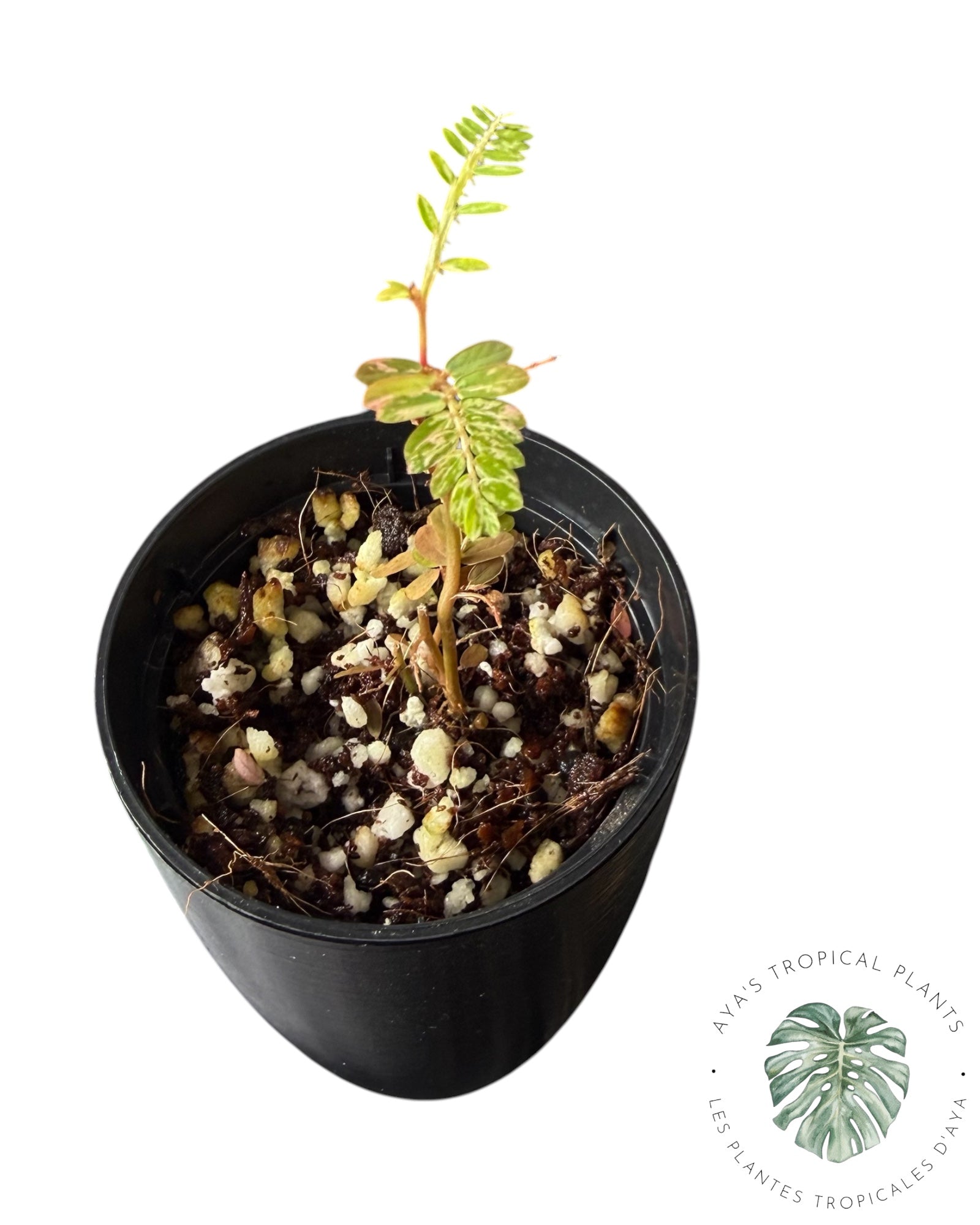 Phyllanthus urinaria panaché rose