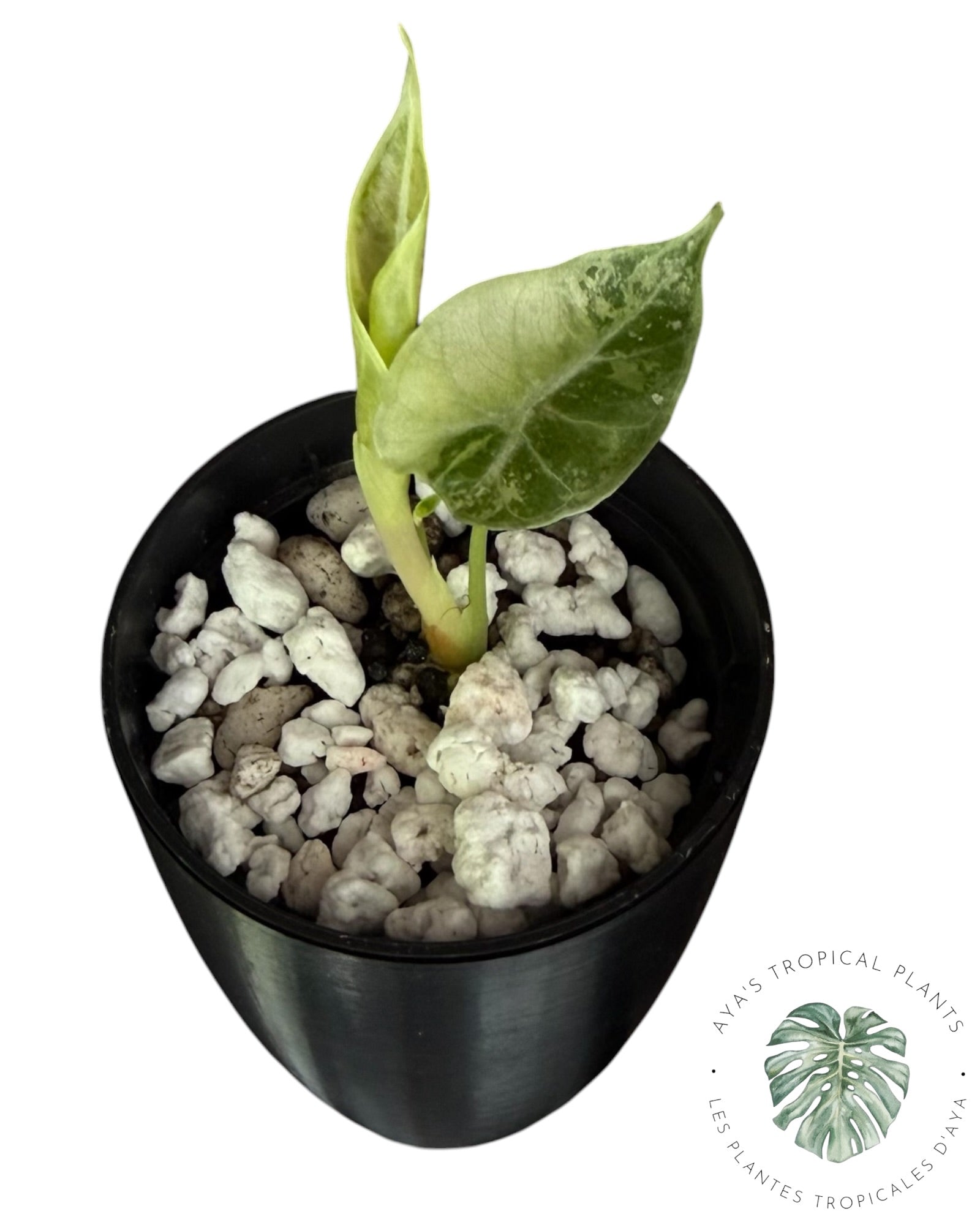 Alocasia Watsoniana Doff. Pink Variegate