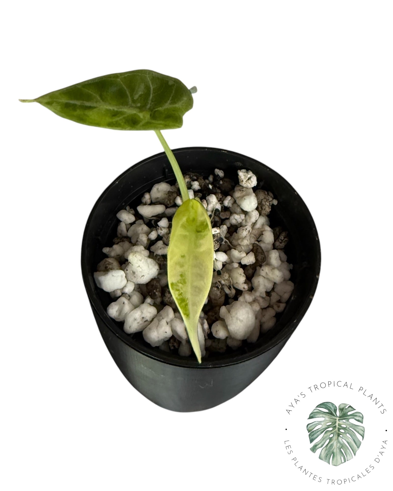 Alocasia Watsoniana Doff. Panaché rose