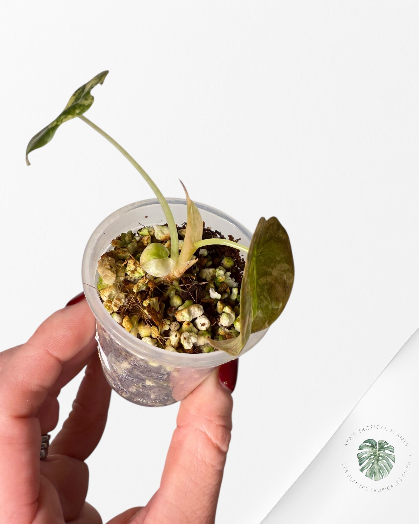 Alocasia Cuprea Golden Latte variegated | Rare TC Plant| Aya's Tropical Plants