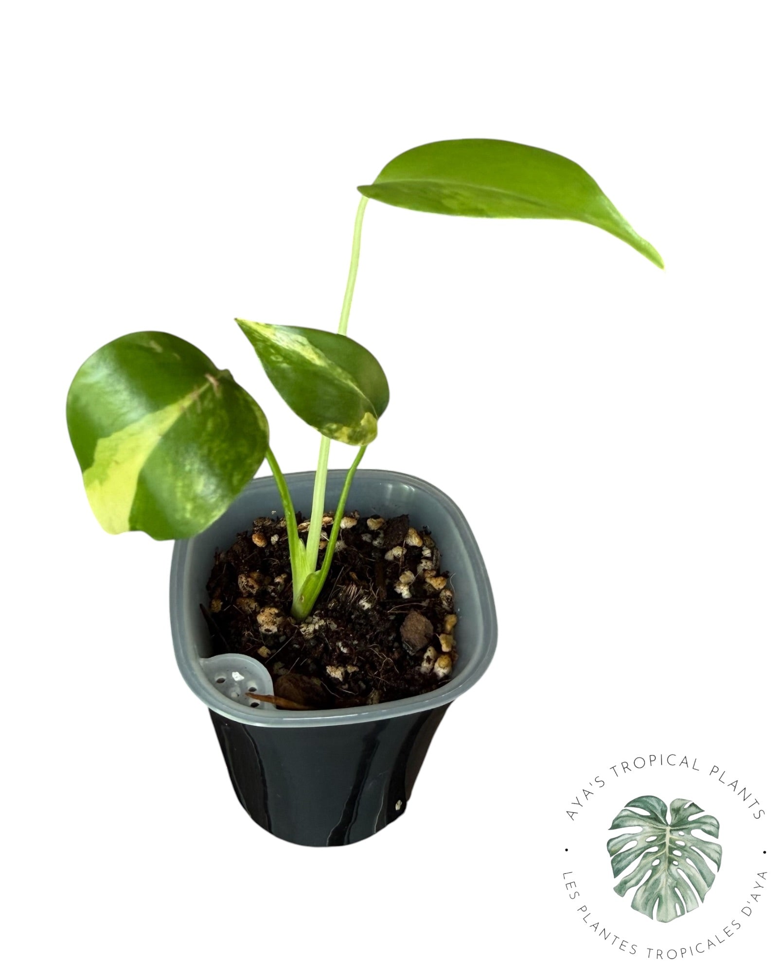 Monstera Aurea panaché
