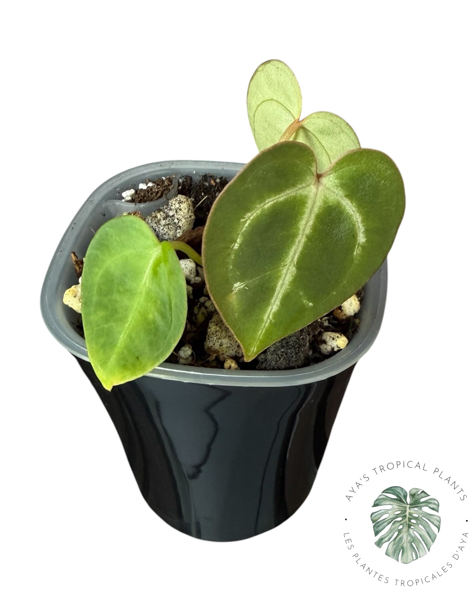 Anthurium Red Crystallinum x Dorayaki
