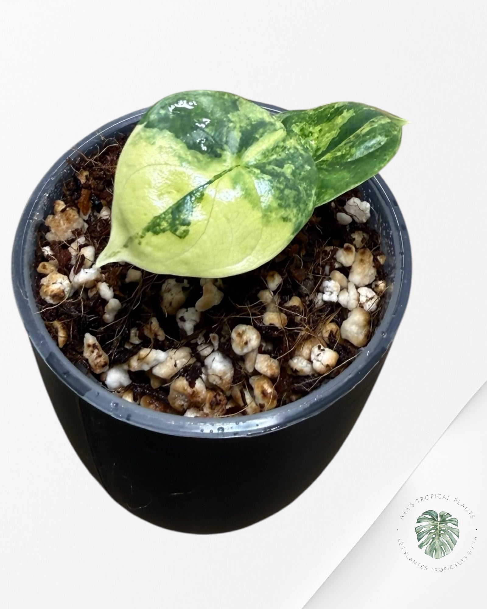 Alocasia Silver Dragon Aurea Variegated