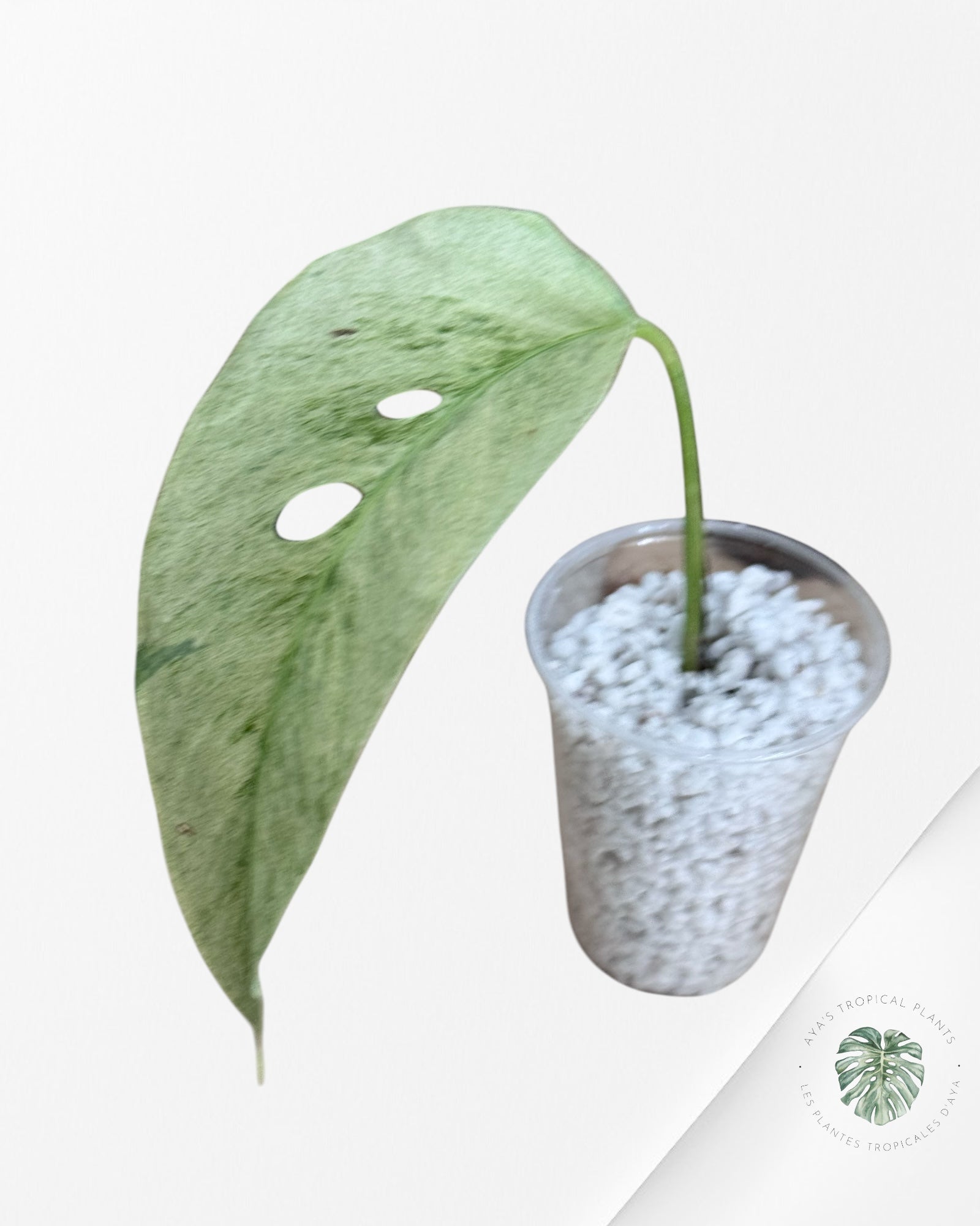 Menthe Monstera Laniata - MLM10