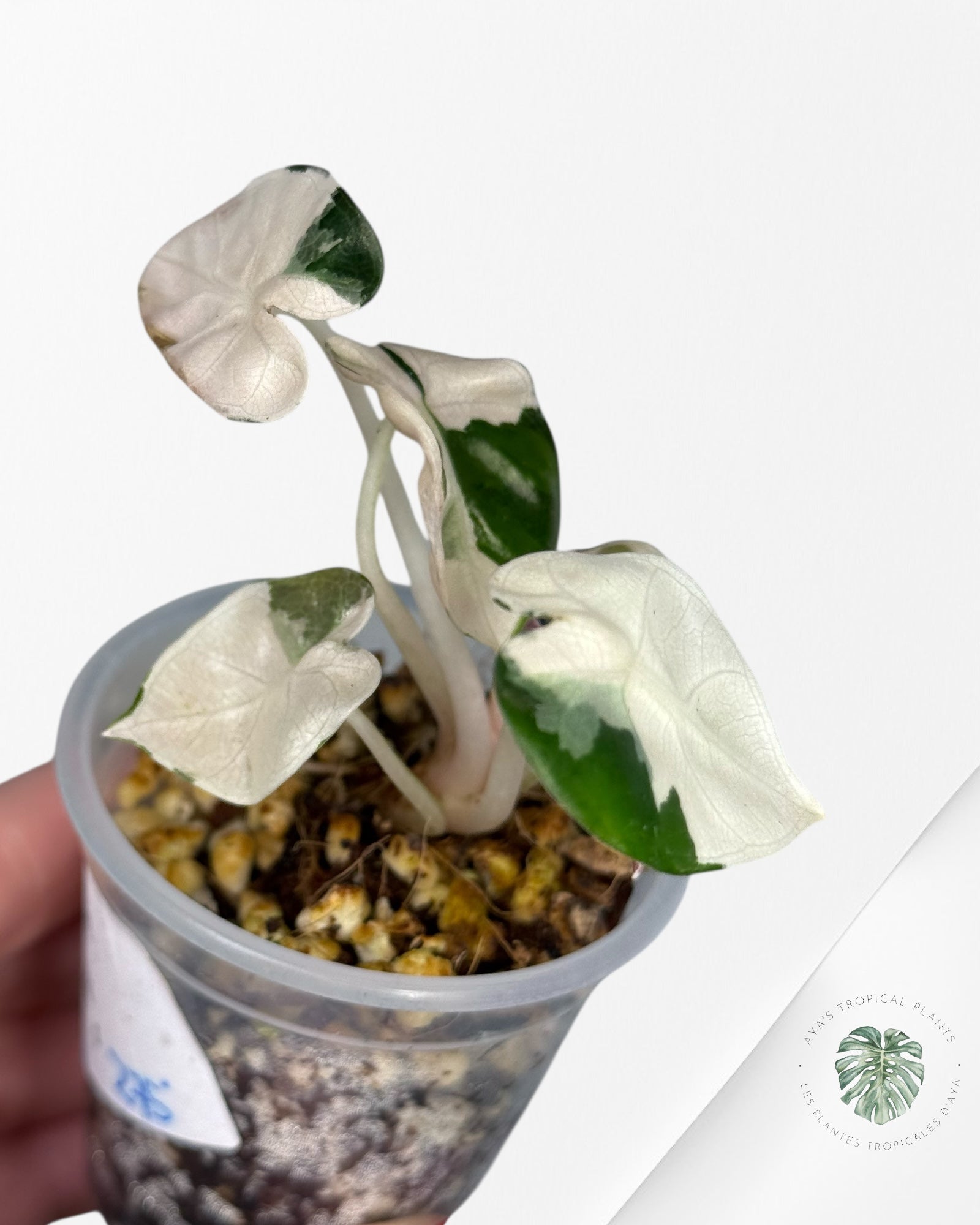 Alocasia Heart Balloon Pink variegated| Rare TC Plant| Aya's Tropical Plants