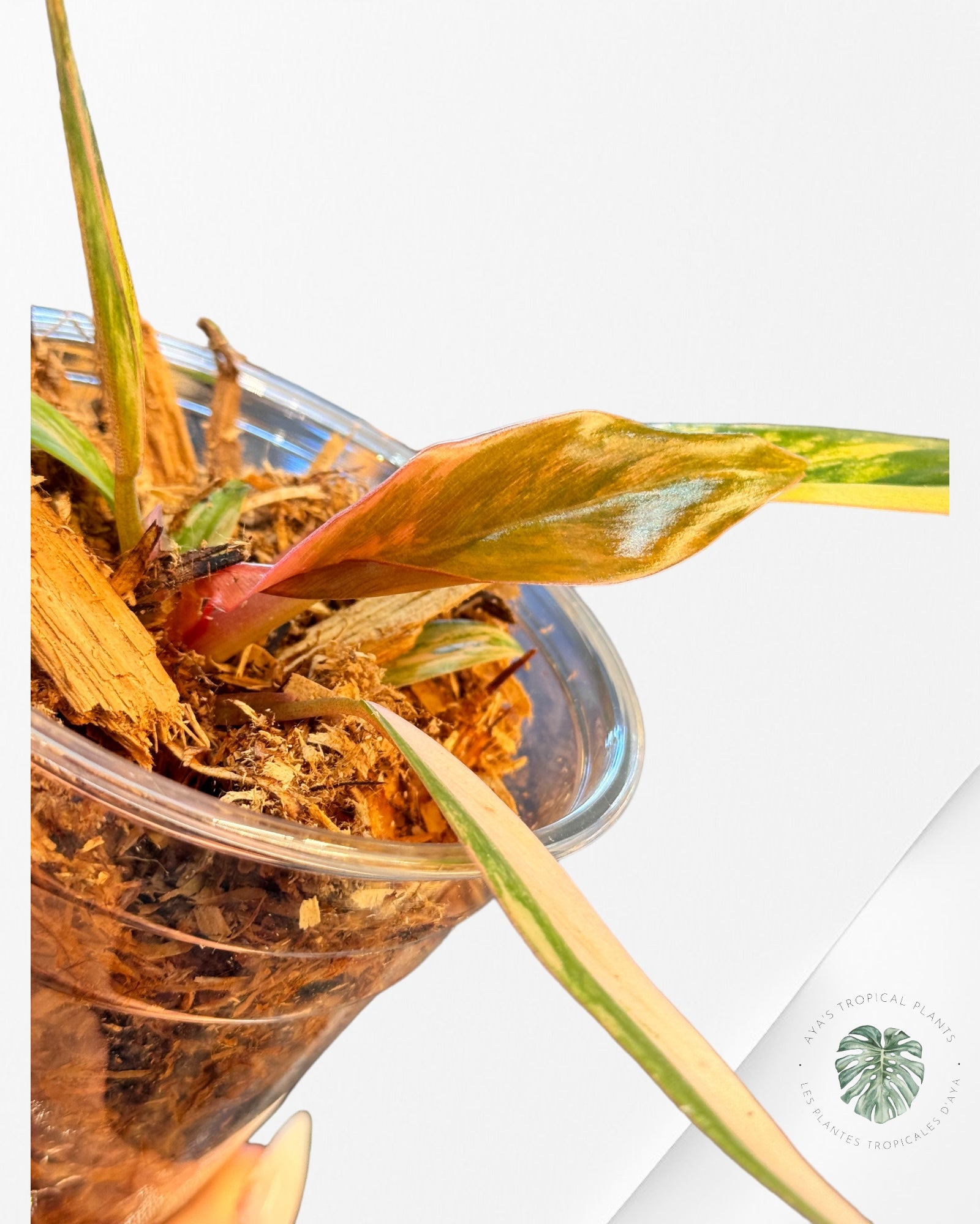 Philodendron Florida Beauty JAF1