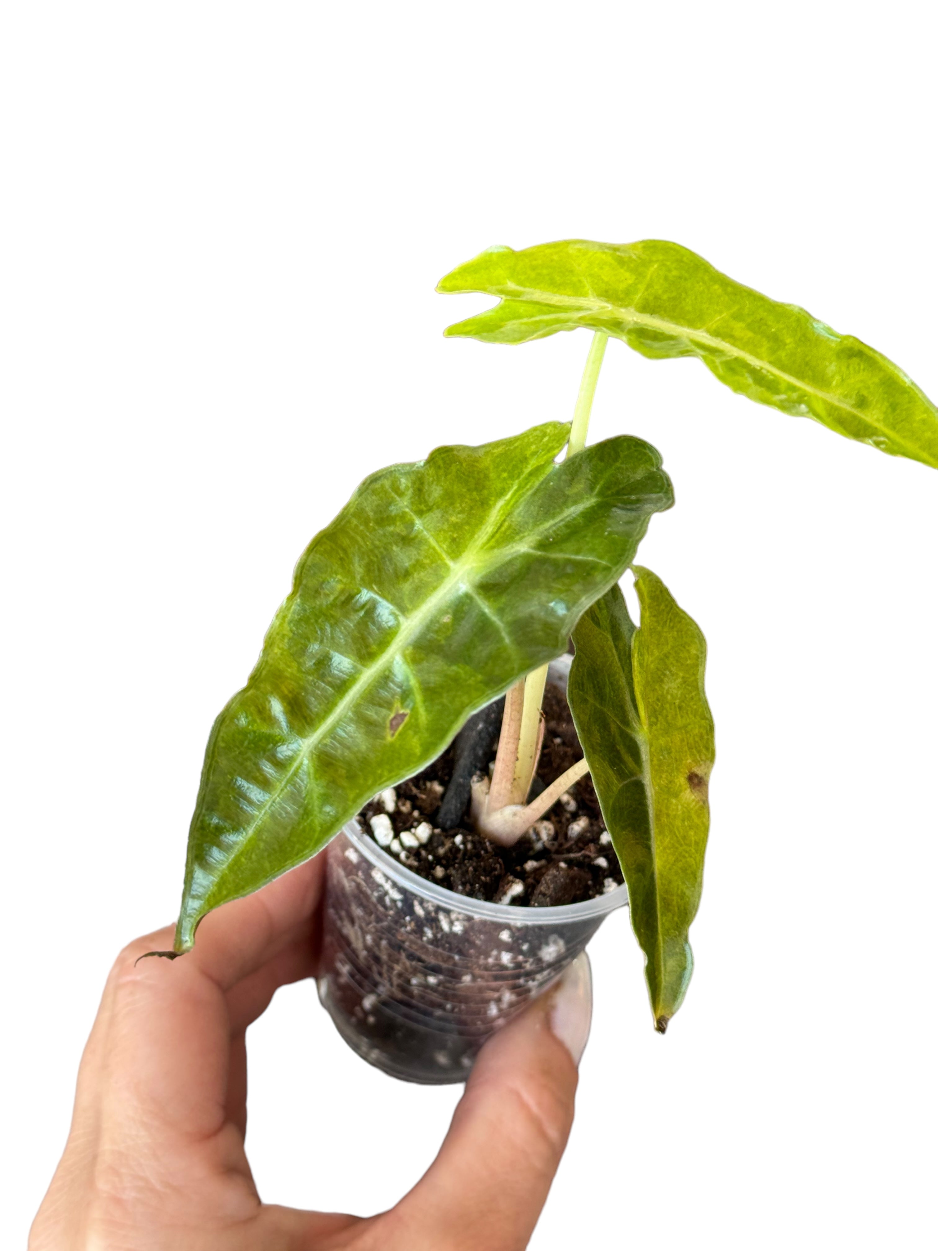 Philodendron Burle Marx Variegated-PO13