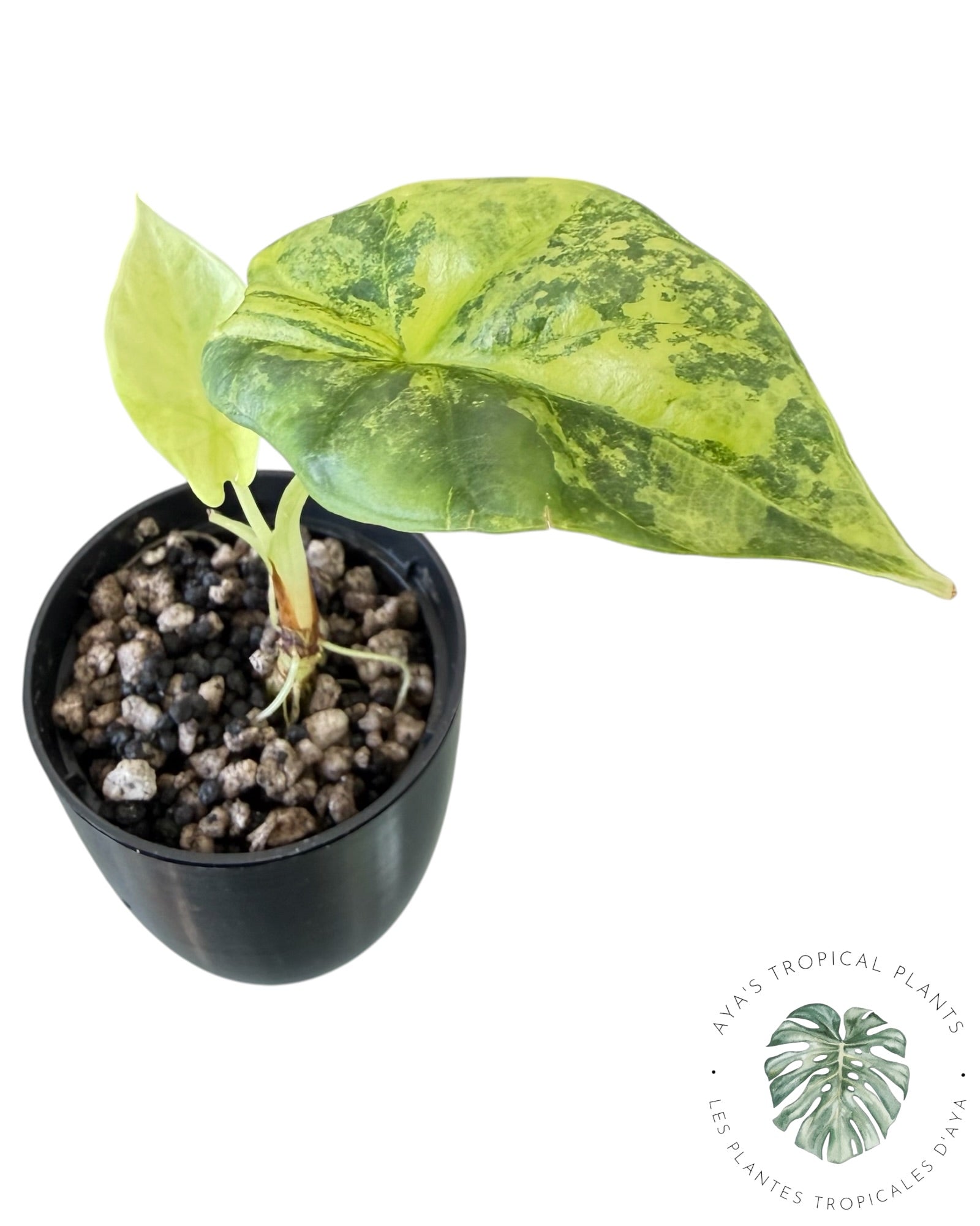 Alocasia Silver Dragon Aurea Variegated