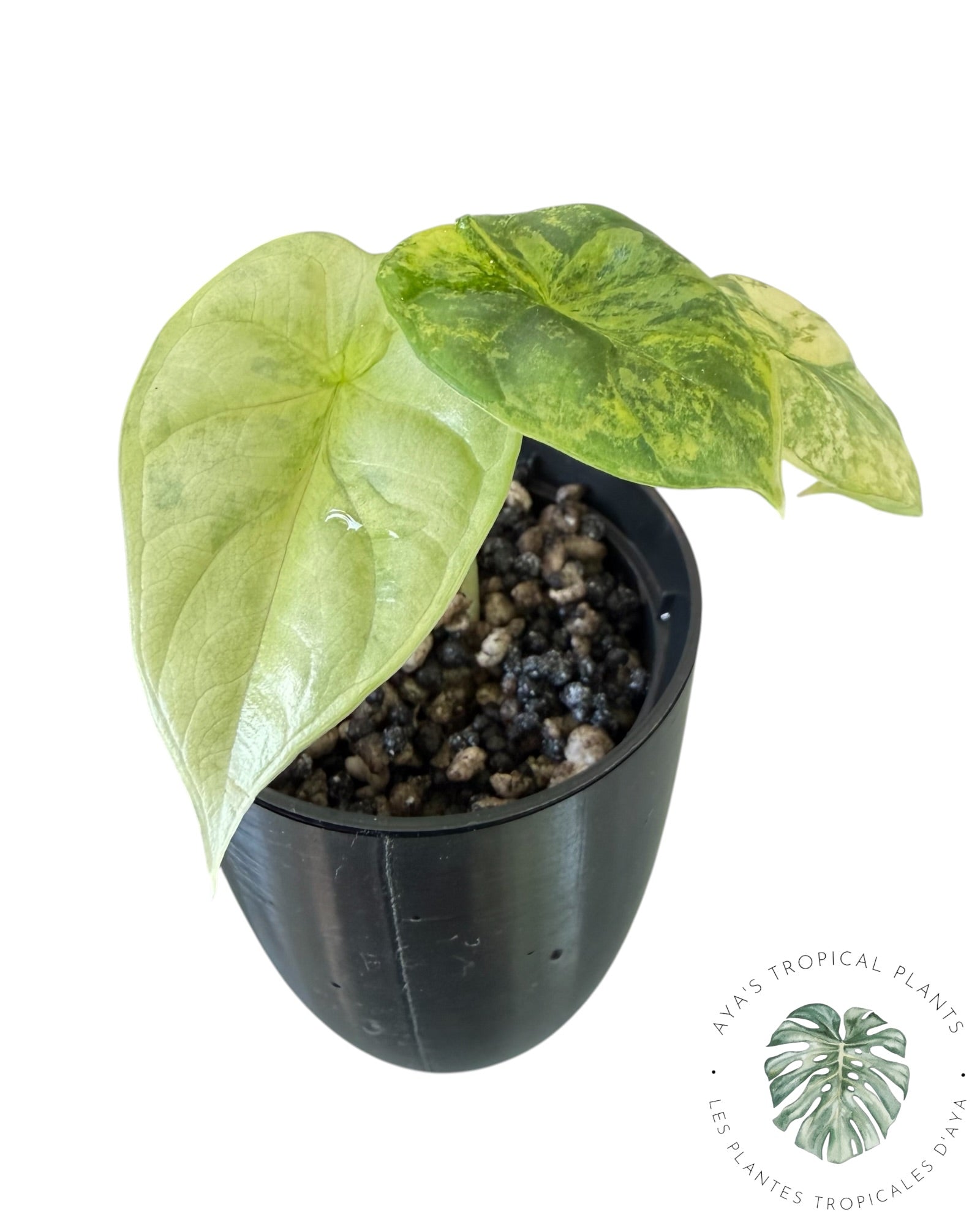 Alocasia Silver Dragon Aurea panaché