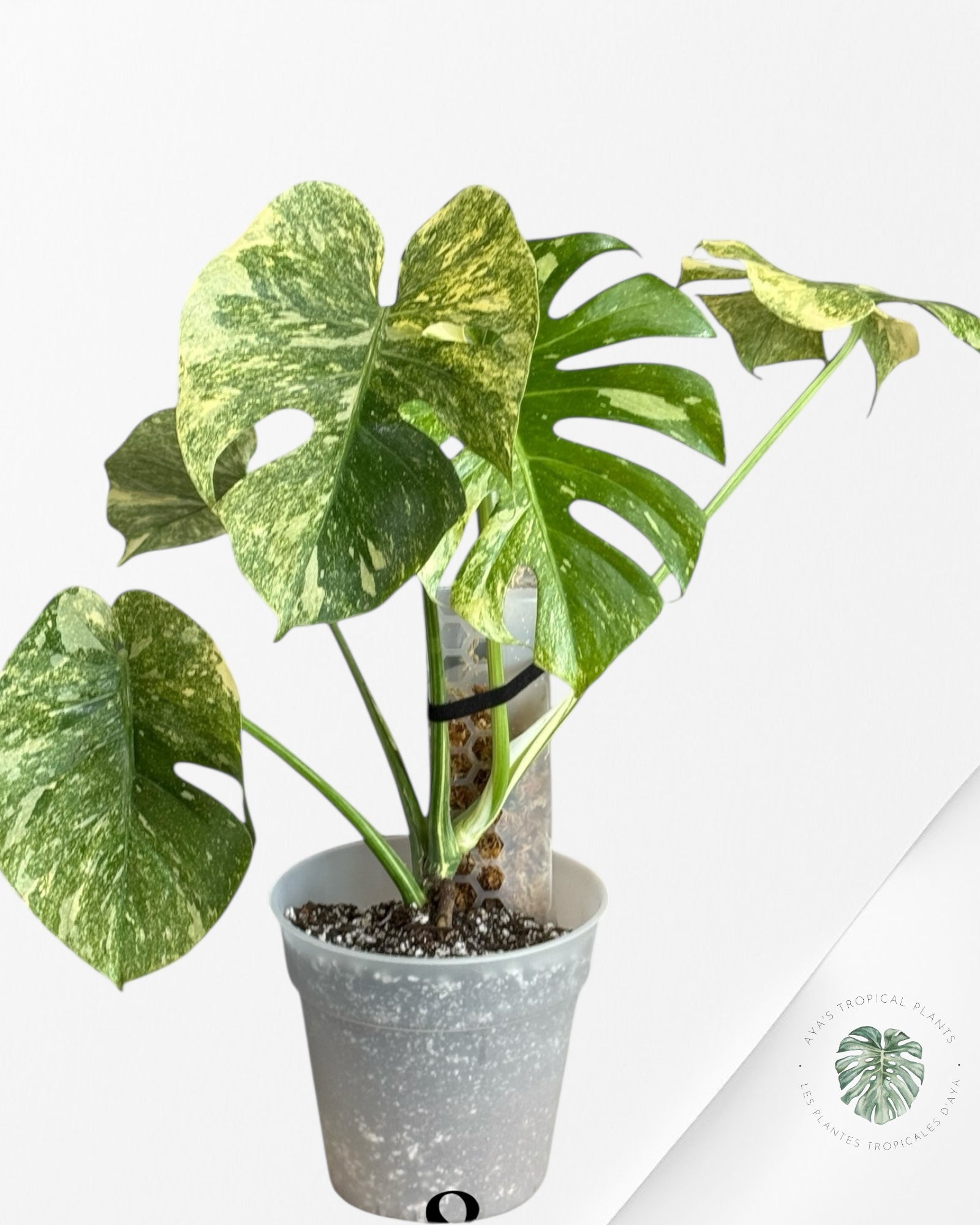Monstera Legacy - 01