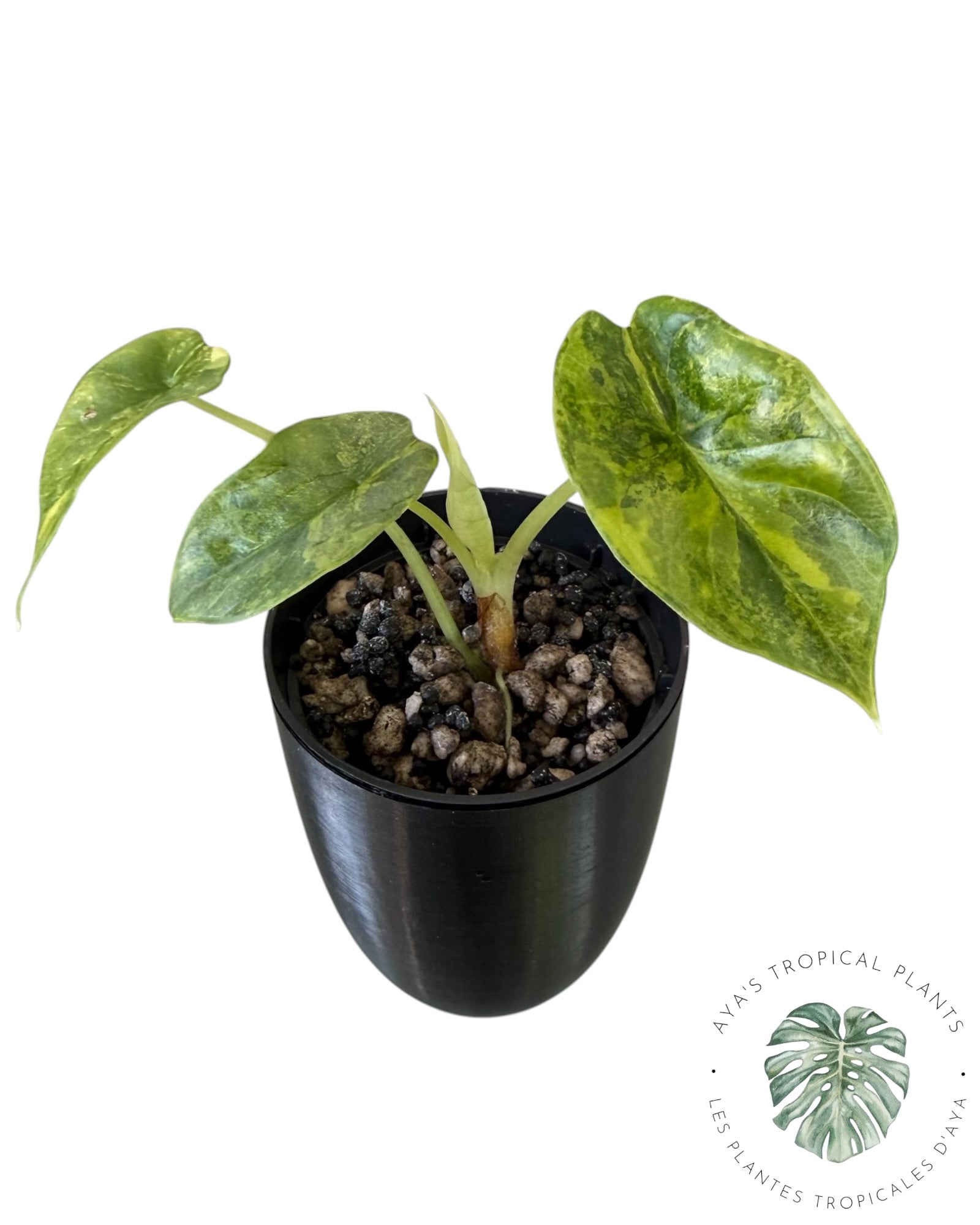Alocasia Silver Dragon Aurea Variegated