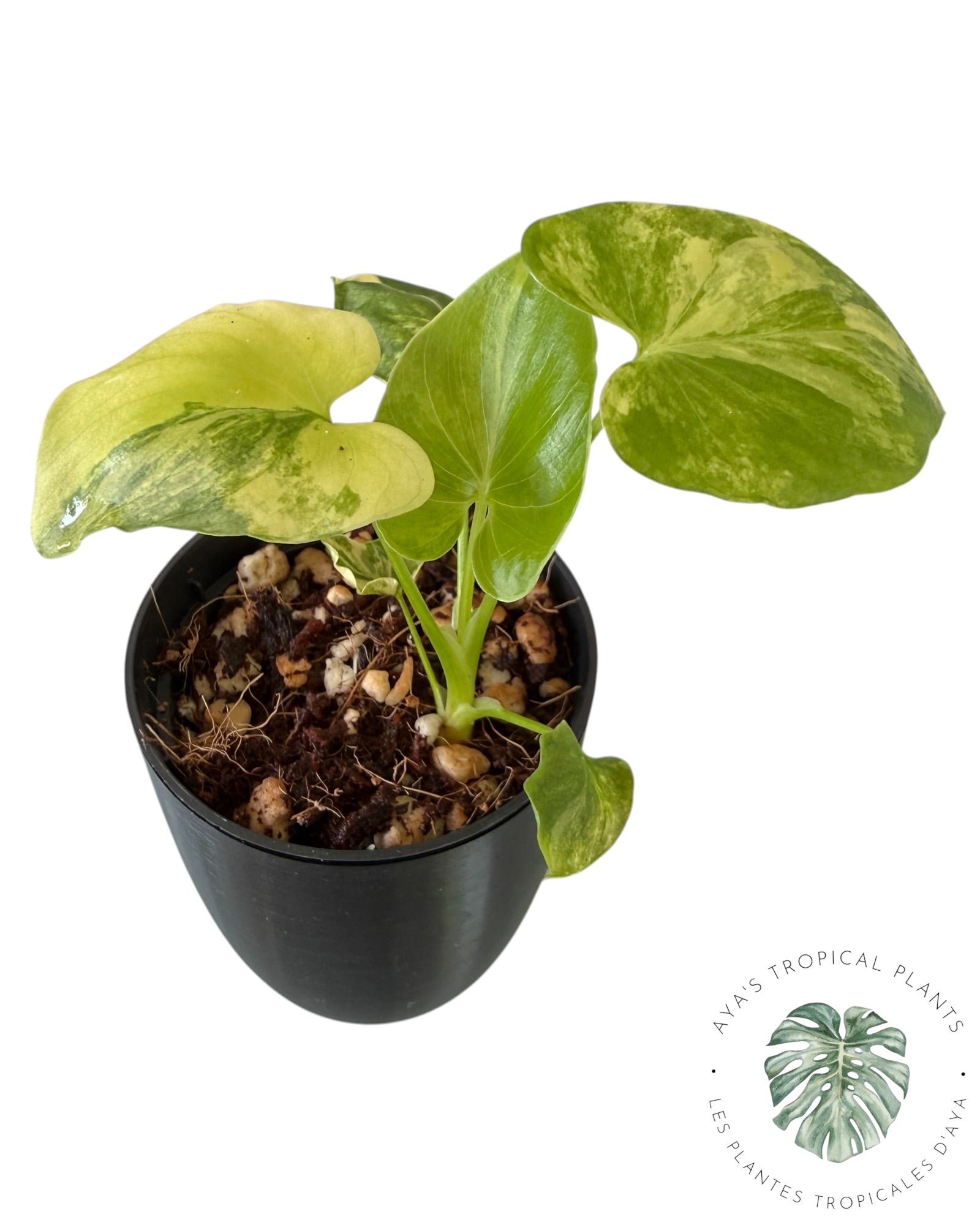 Philodendron Bipinnatifidum Panaché