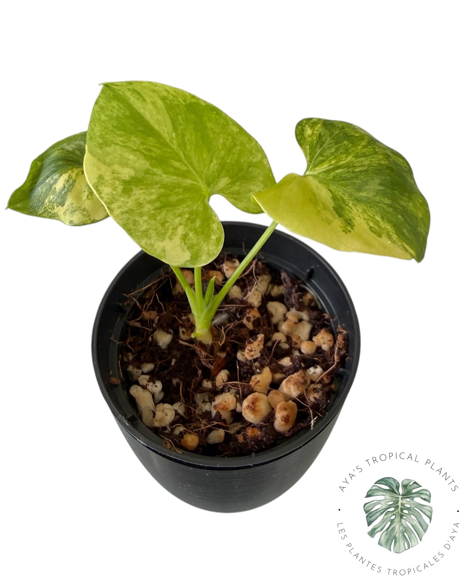 Philodendron Bipinnatifidum Variegated