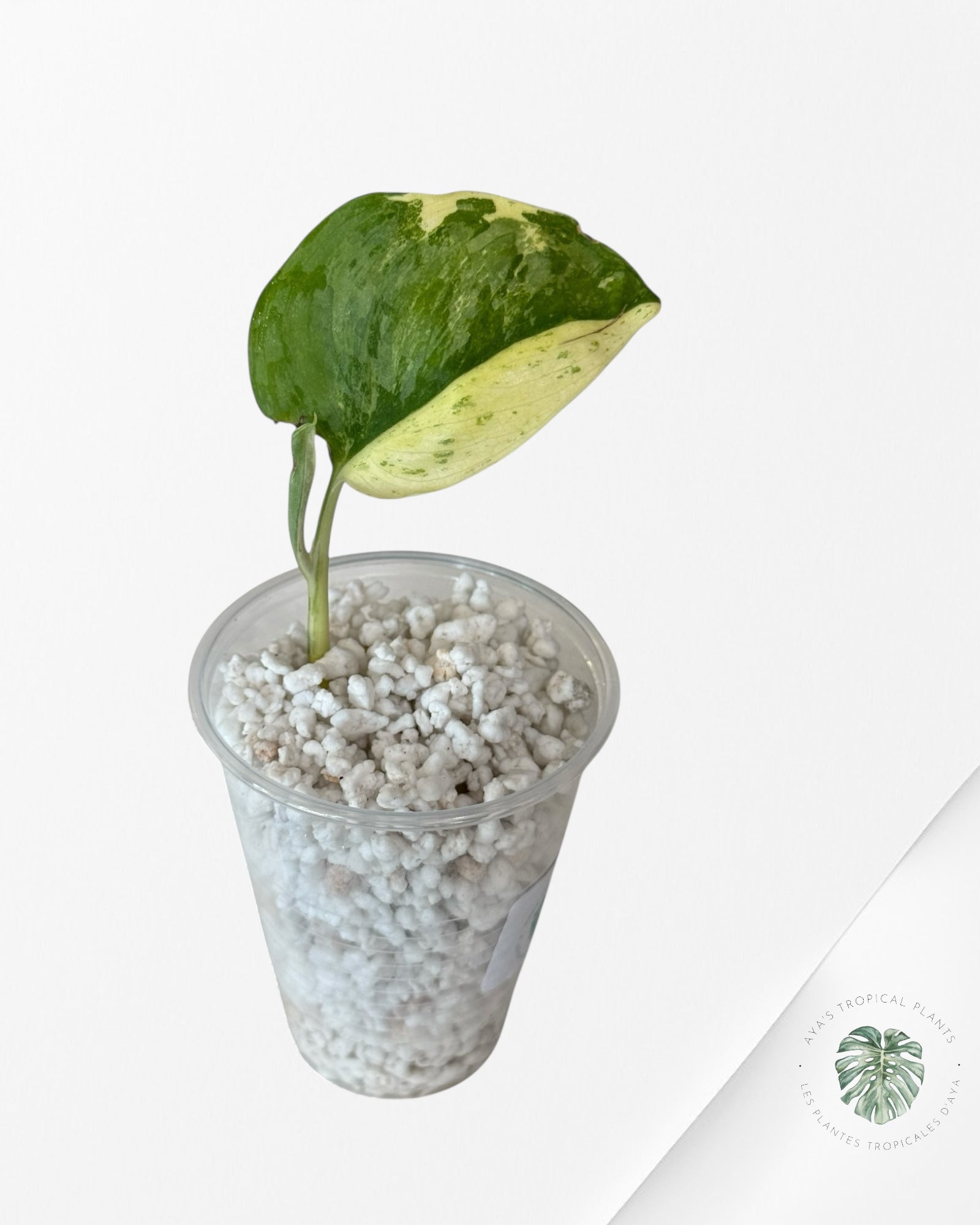 Scindapsus Silver Tattoo Variegata -V9