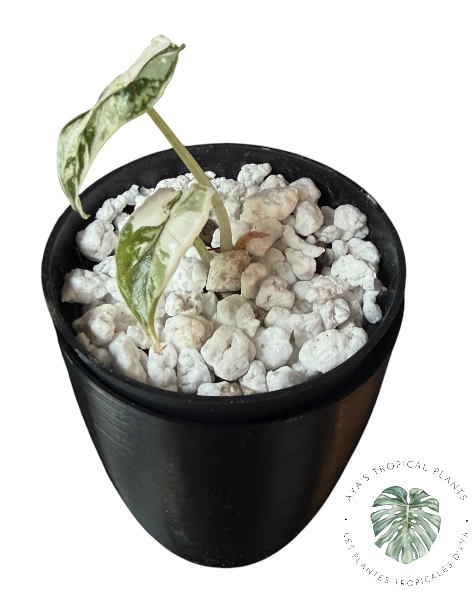 Alocasia Azlanii Pink Variegated