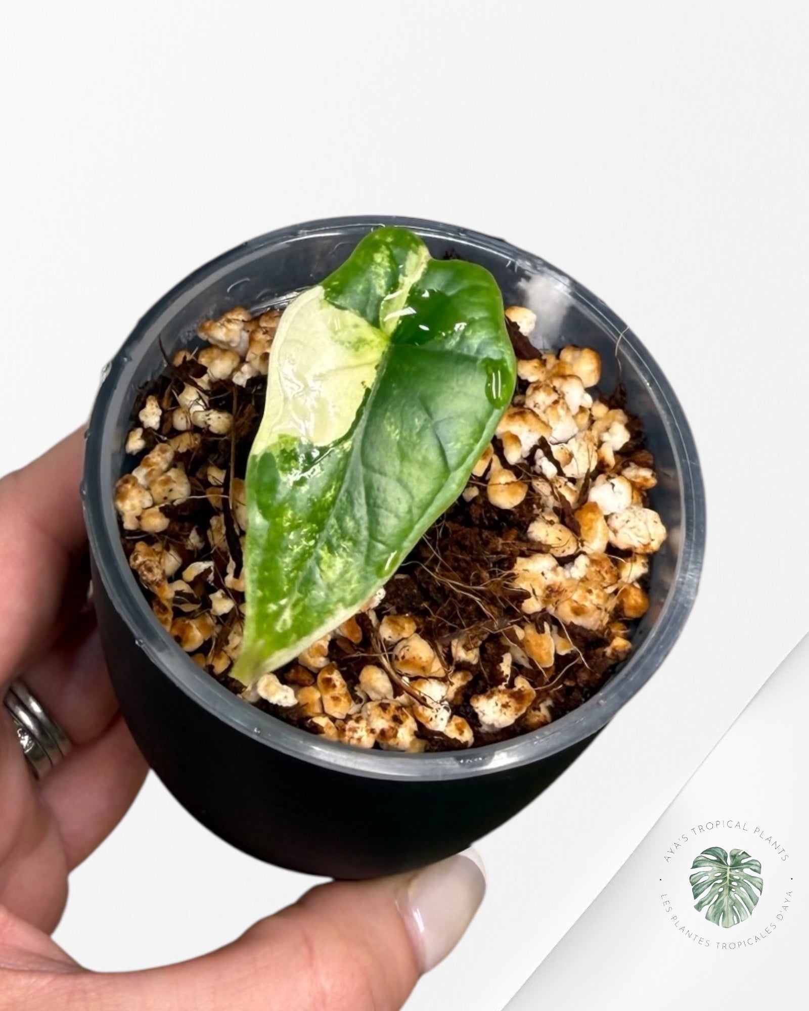 Alocasia Dragon Scale Albo Variegated (A Grade)