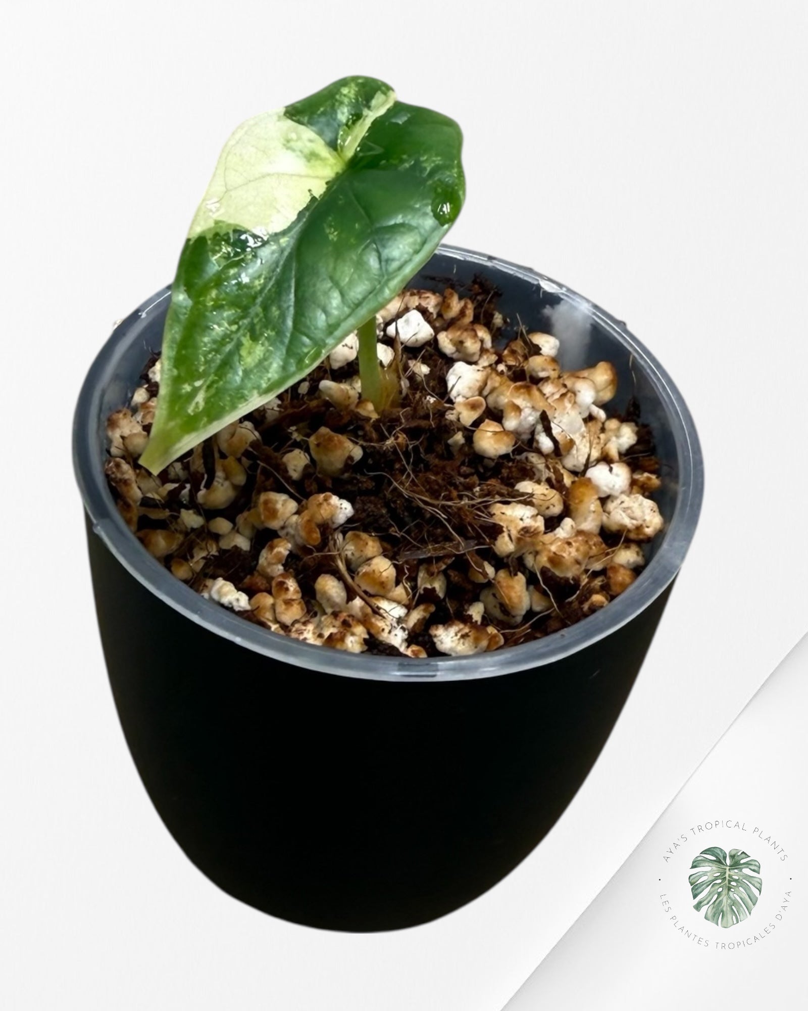 Alocasia Dragon Scale Albo Variegated (A Grade)