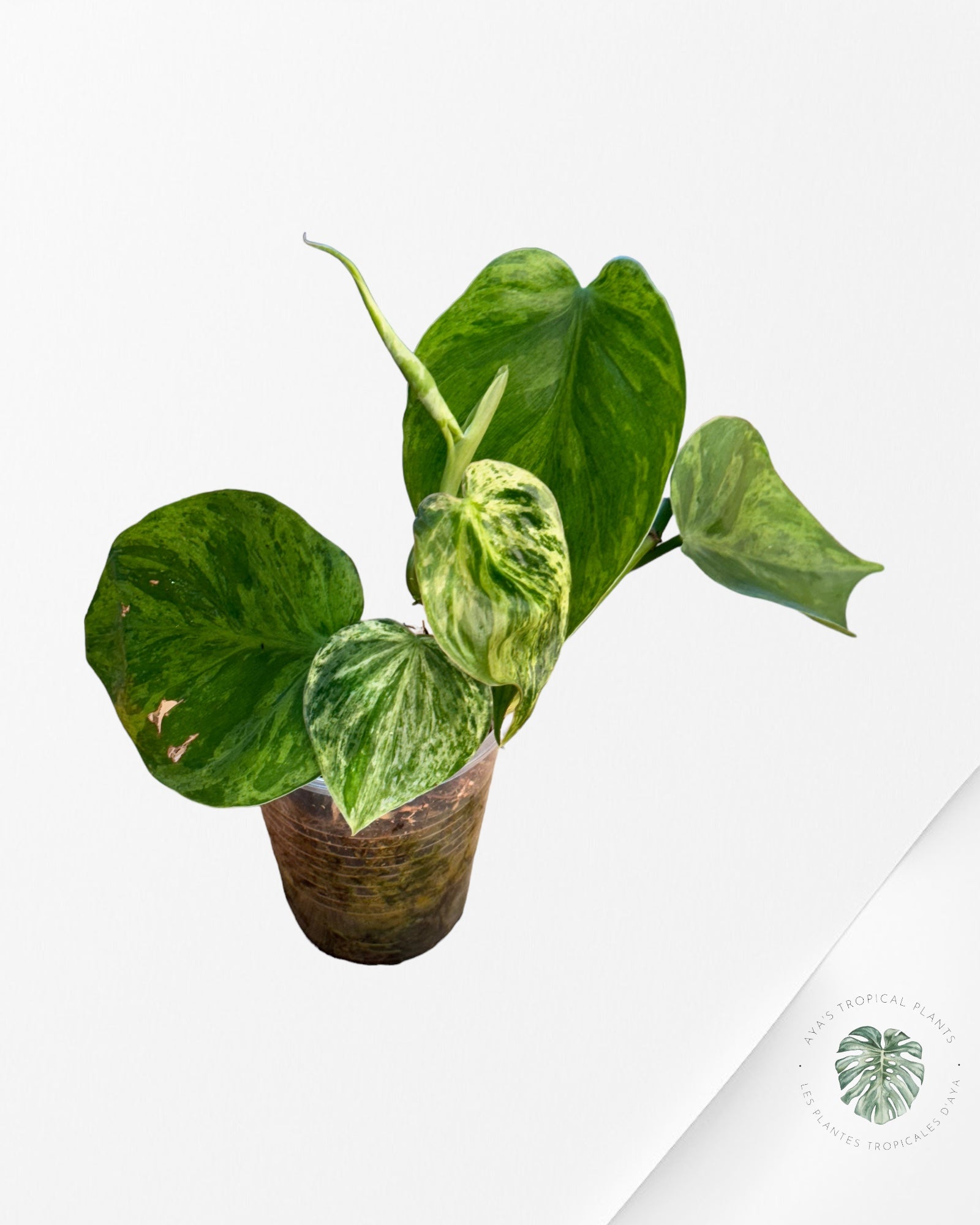 Philodendron Hederaceum Variegata-PHV02