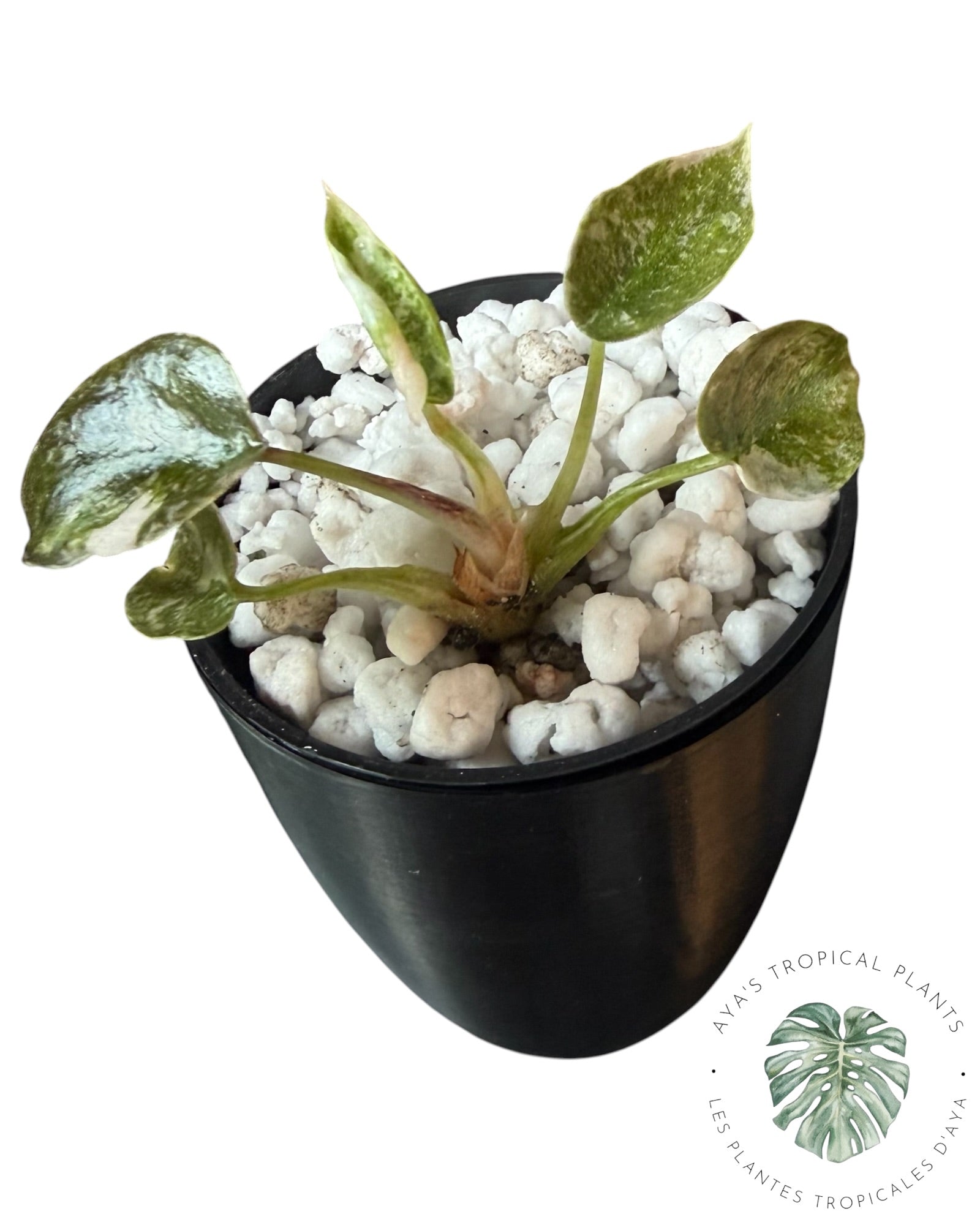 Alocasia Cuprea Pink Albo Variegated