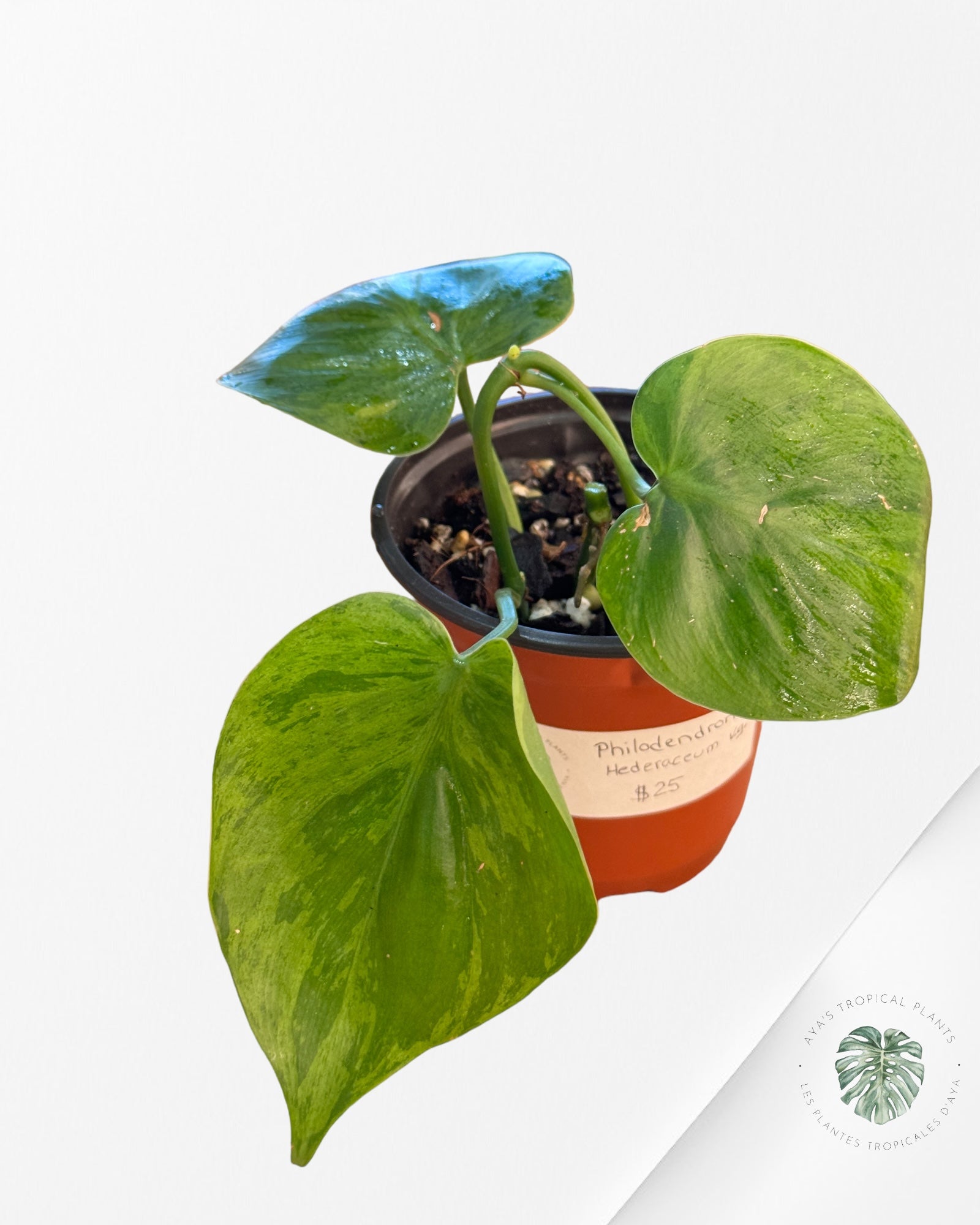 Philodendron Hederaceum Variegata-PHV01