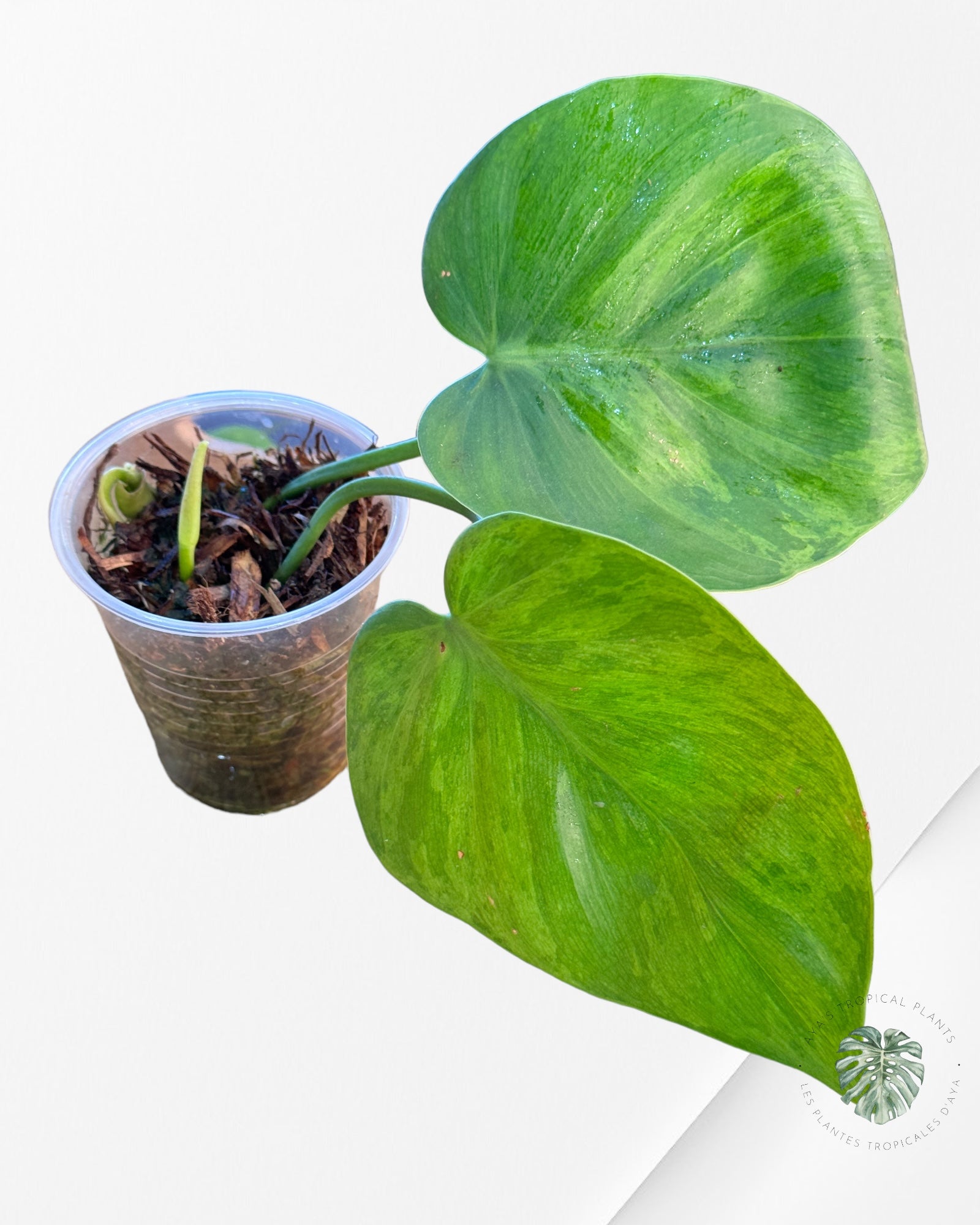 Philodendron Hederaceum Variegata-PHV04