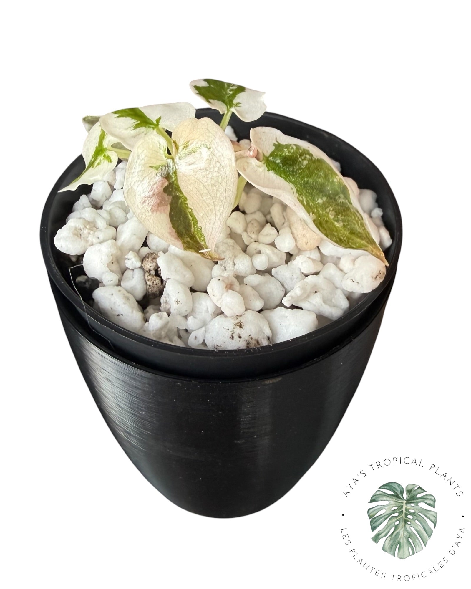 Alocasia Cuprea Pink Albo Variegated