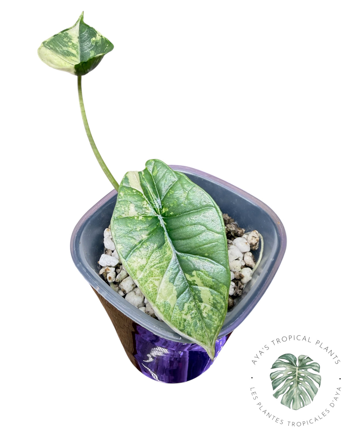 Alocasia Bisma Platinum Albo Variegated