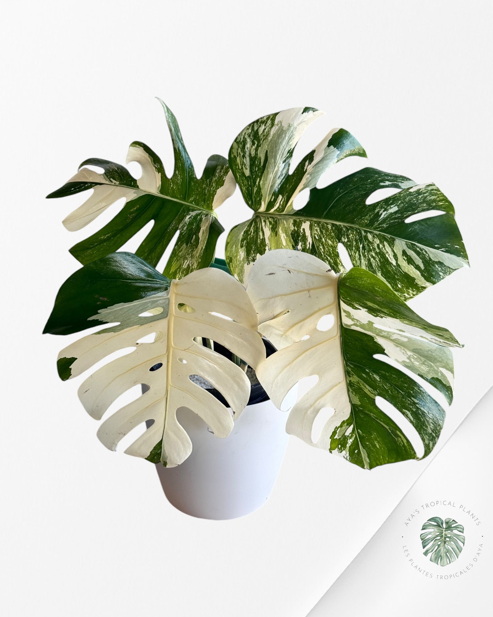 Monstera  Borsigiana Albo - OC20