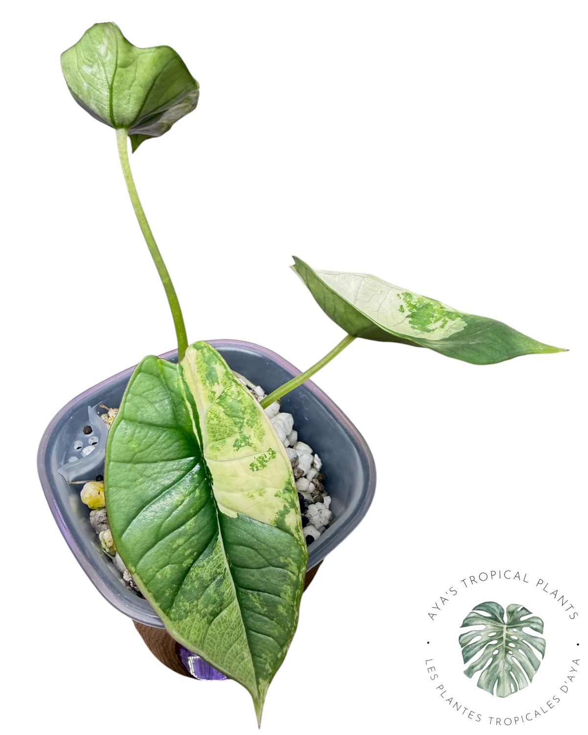 Alocasia Bisma Platine Albo Panaché